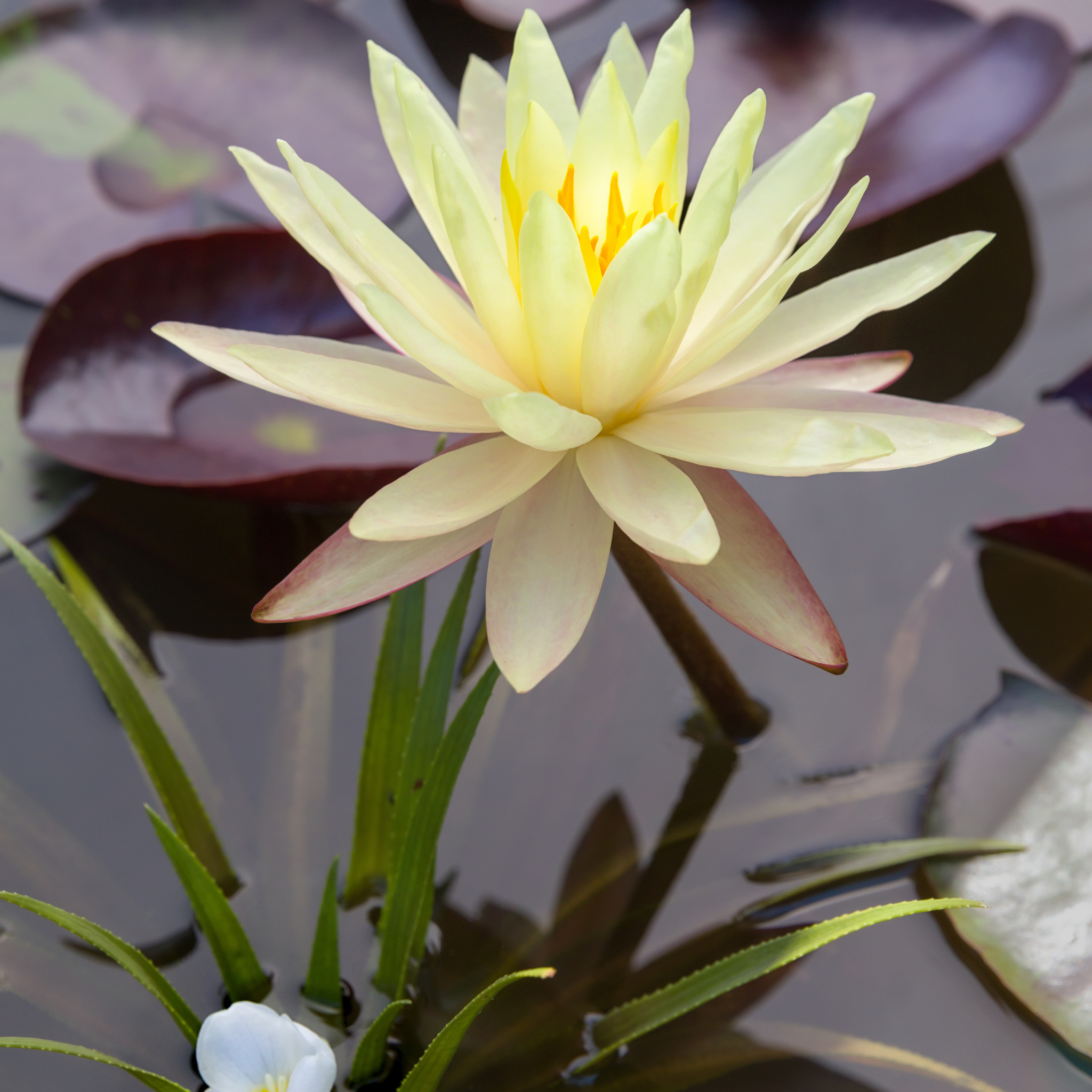 Yellow Water Lily - Nymphaea hybrida Yellow