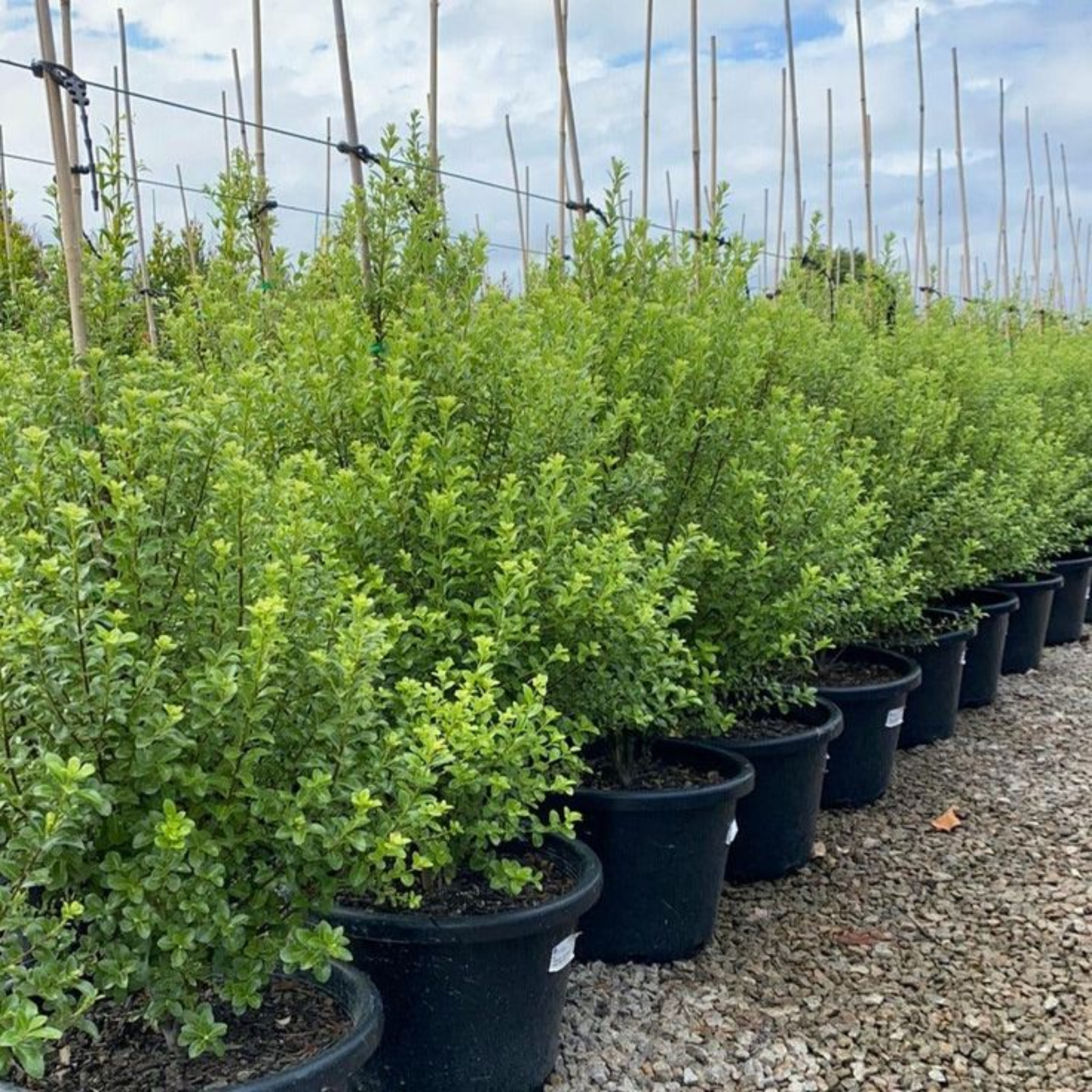 Row of potted green shrubs in a nursery setting with a cloudy sky.
