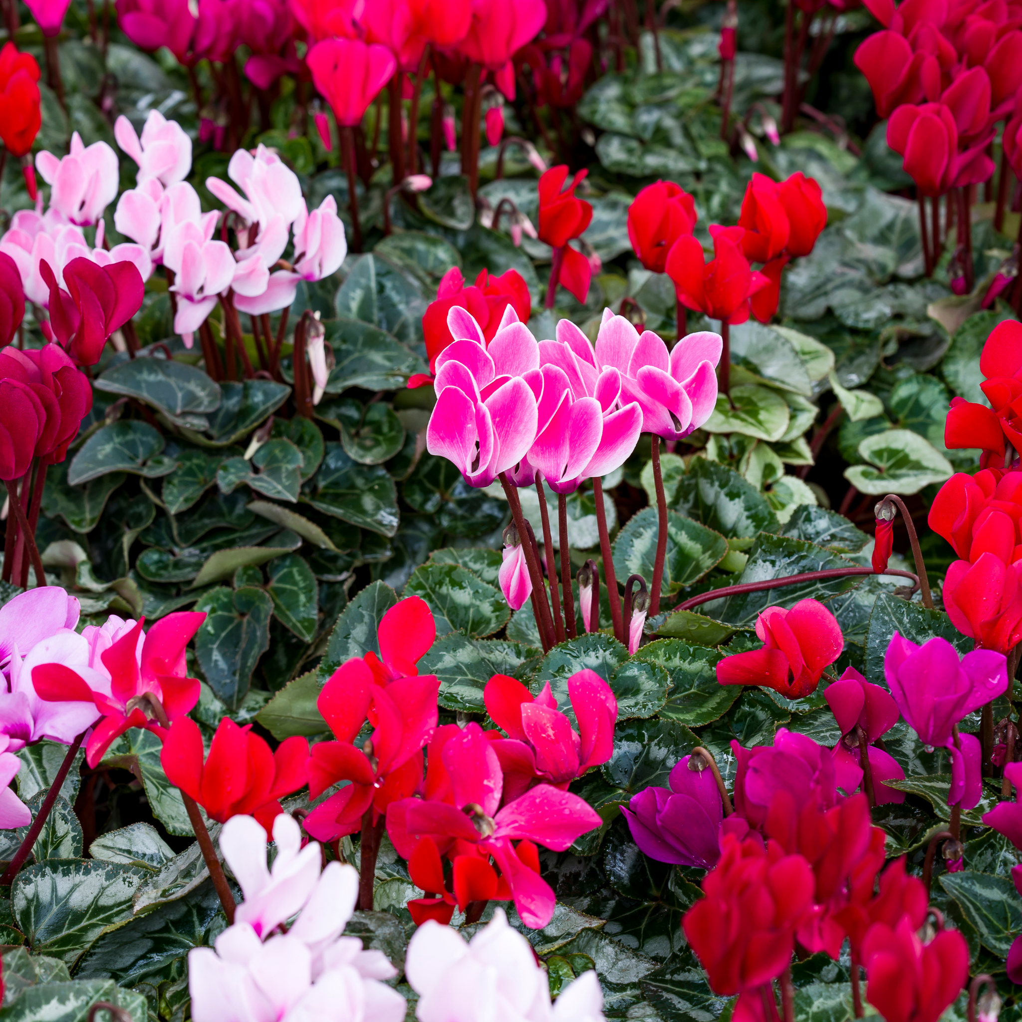 Cyclamen Assorted