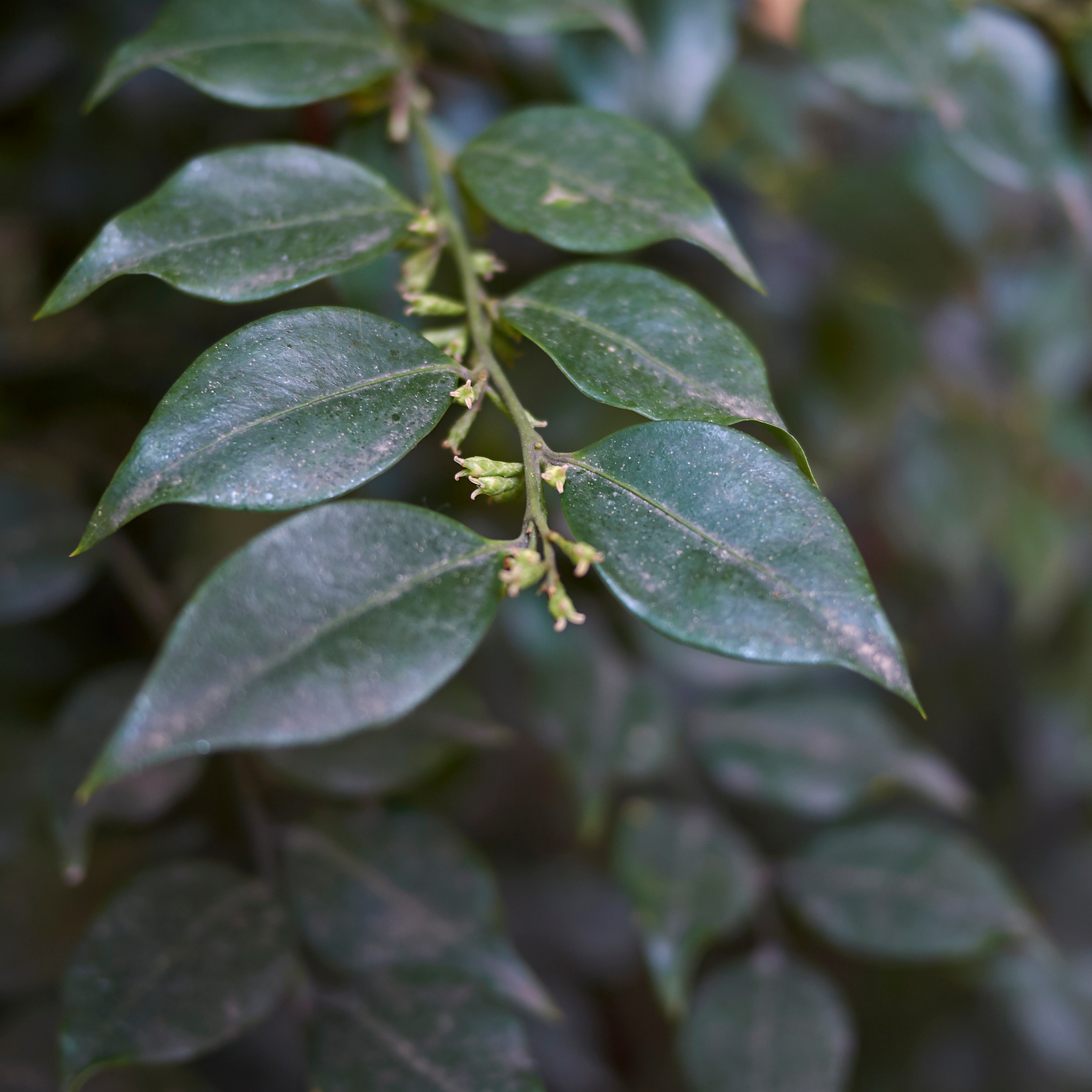 Sweetbox - Sarcococca confusa