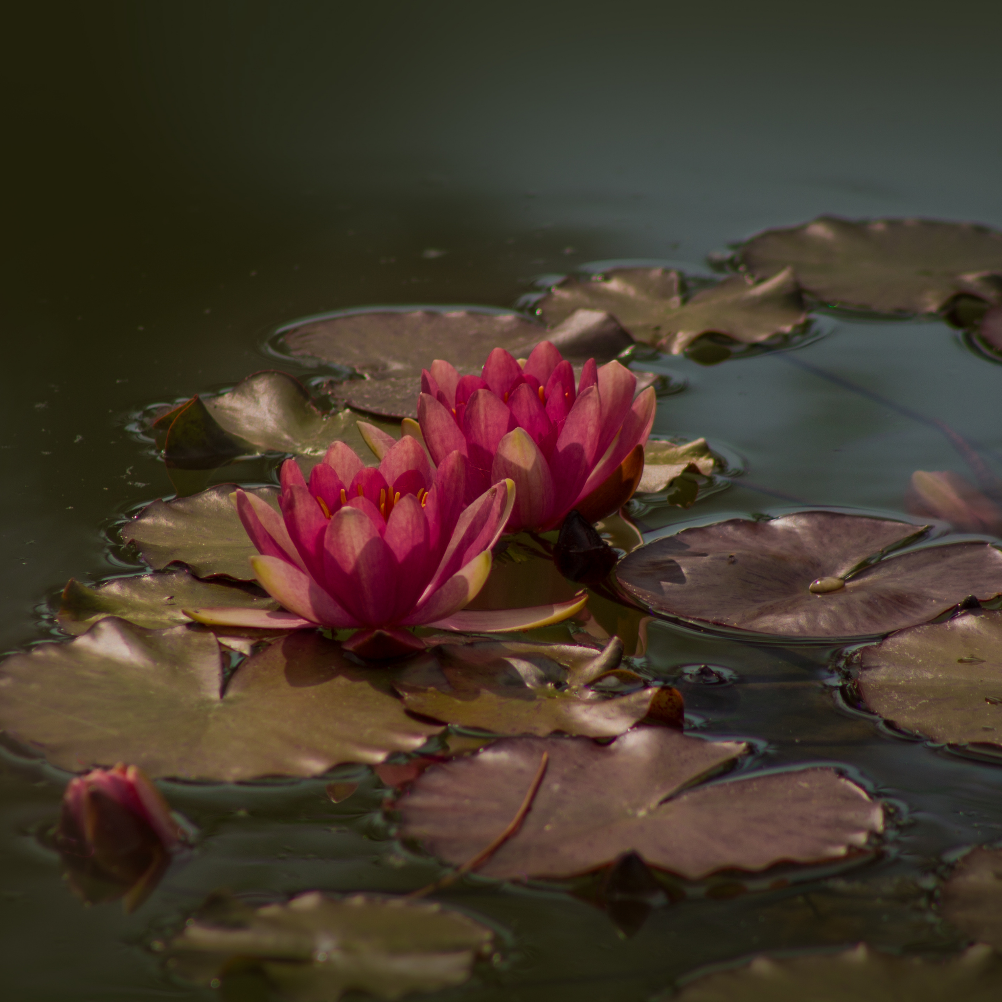 Red Water Lily - Nymphaea hybrida Red