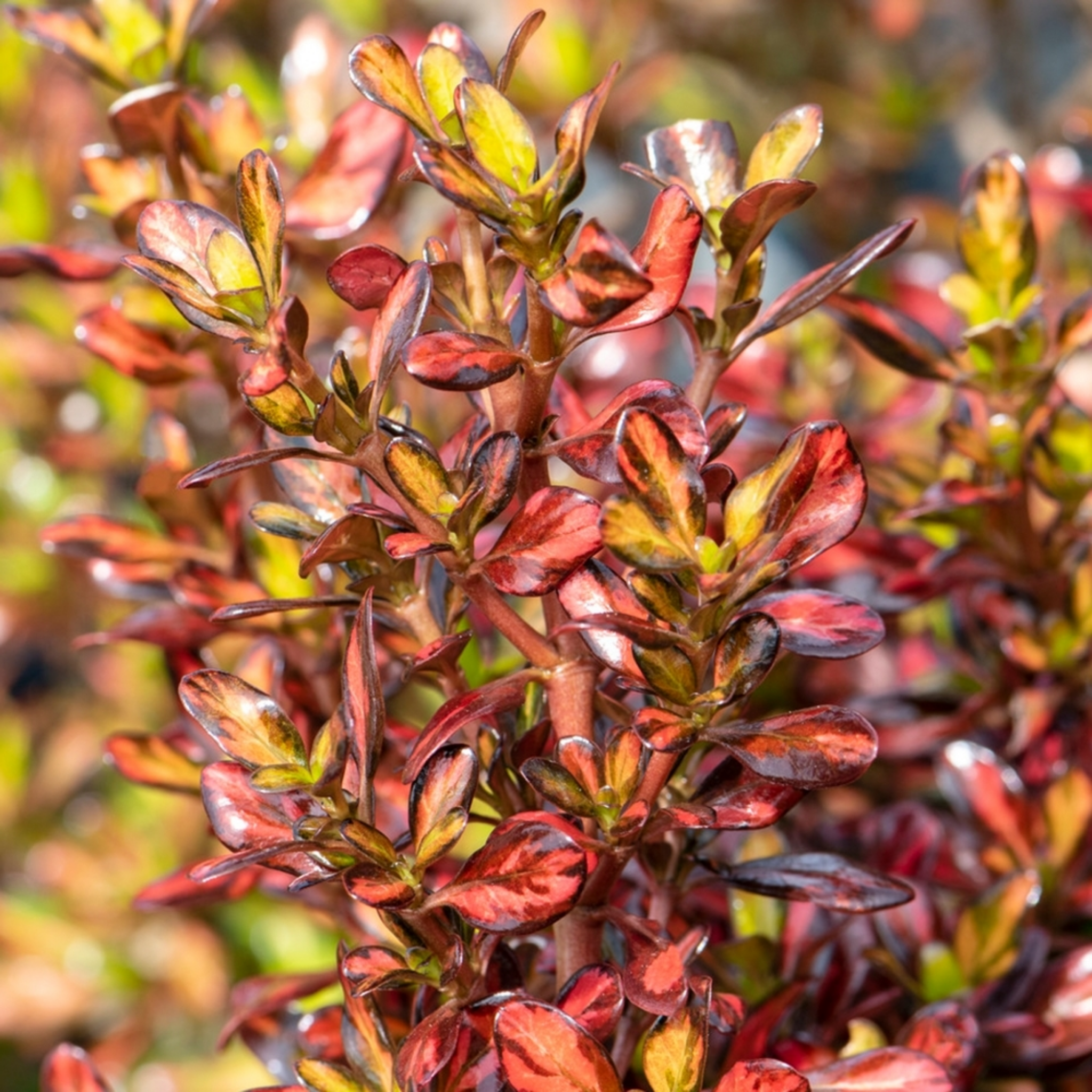 Mirror Bush Evening Glow - Coprosma repens 'Evening Glow'