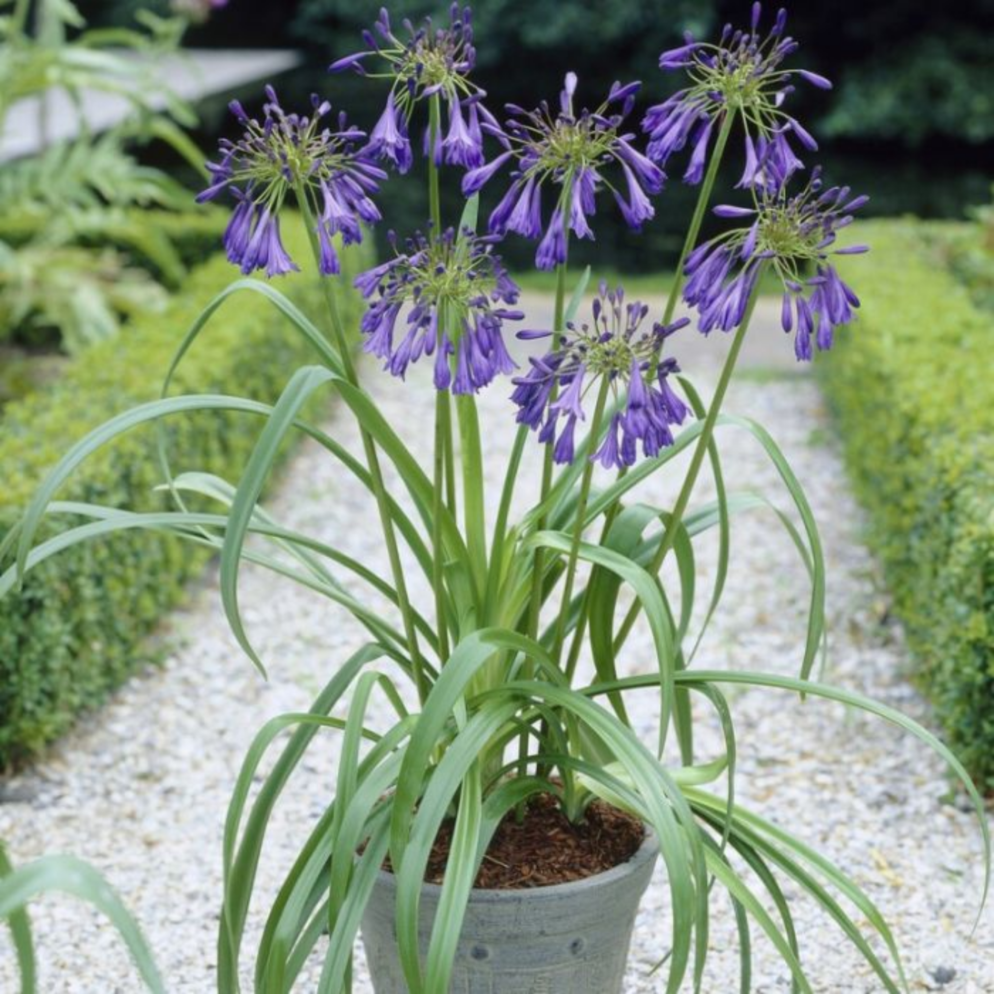 Agapanthus hybrida Purple Cloud - Giant Lily of the Nile, African Lily