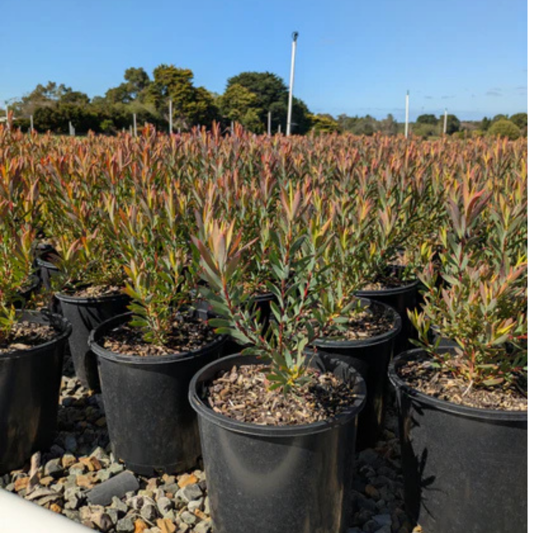 Conebush Jack Harre - Leucadendron salignum Jack Harre