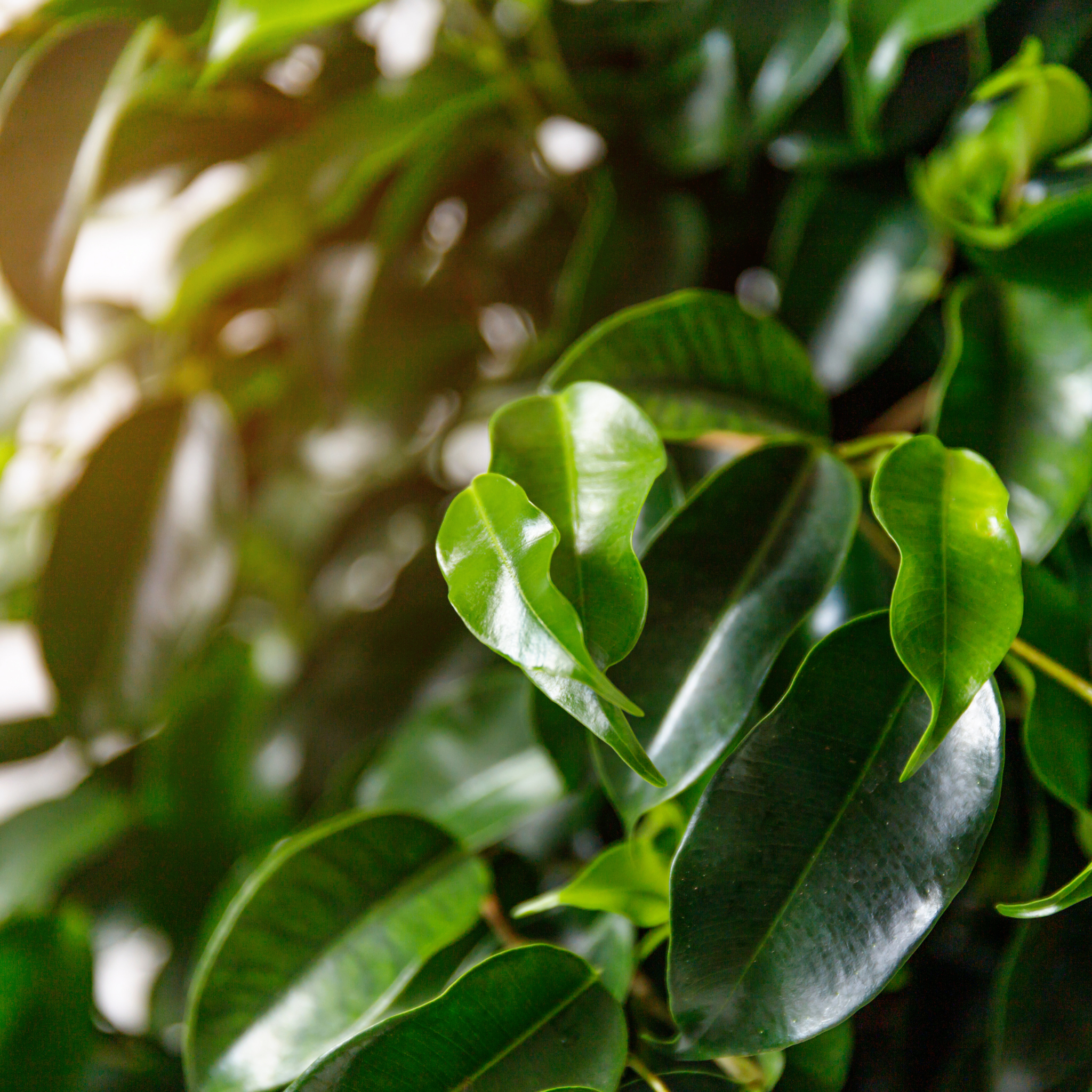 Weeping Benjamin Fig - Ficus Benjamina