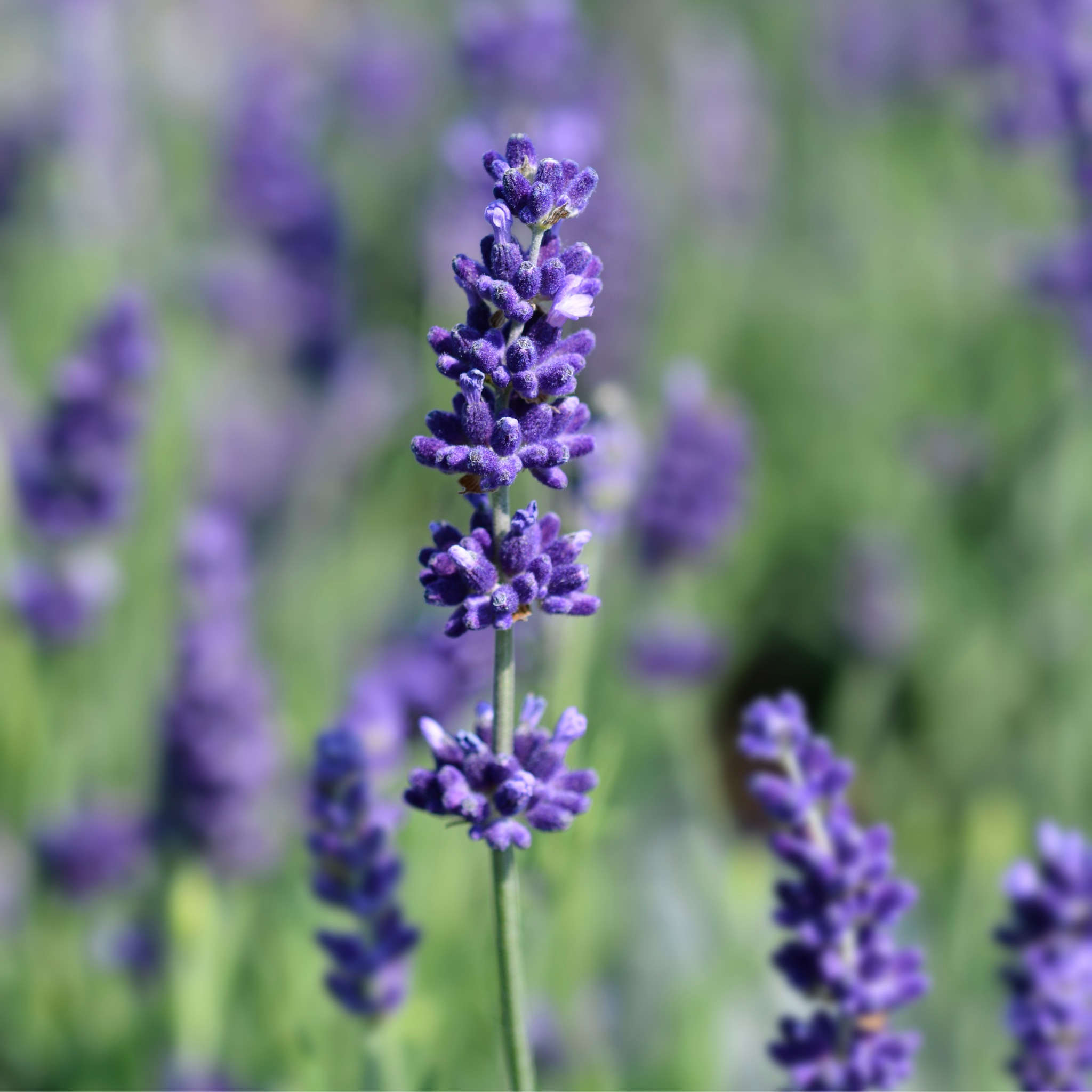 Compact English Lavender - Lavandula angustifolia Hidcote