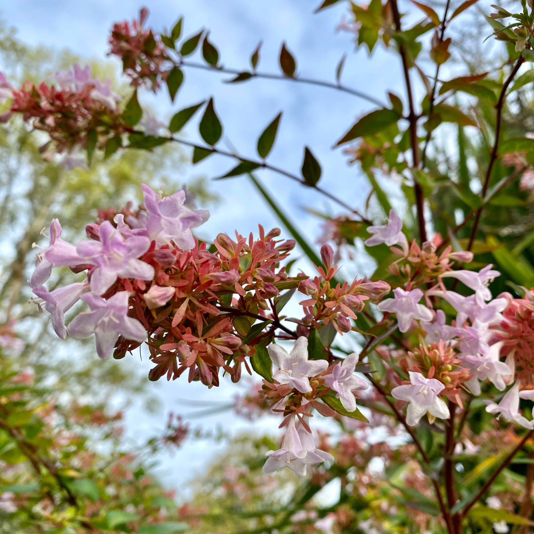 Dwarf Glossy Abelia - Abelia grandiflora 'Nana'