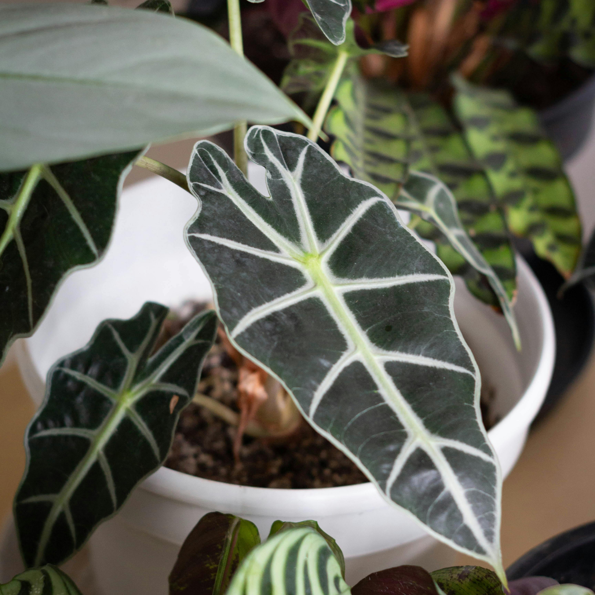 Elephants Ear - Alocasia amazonica