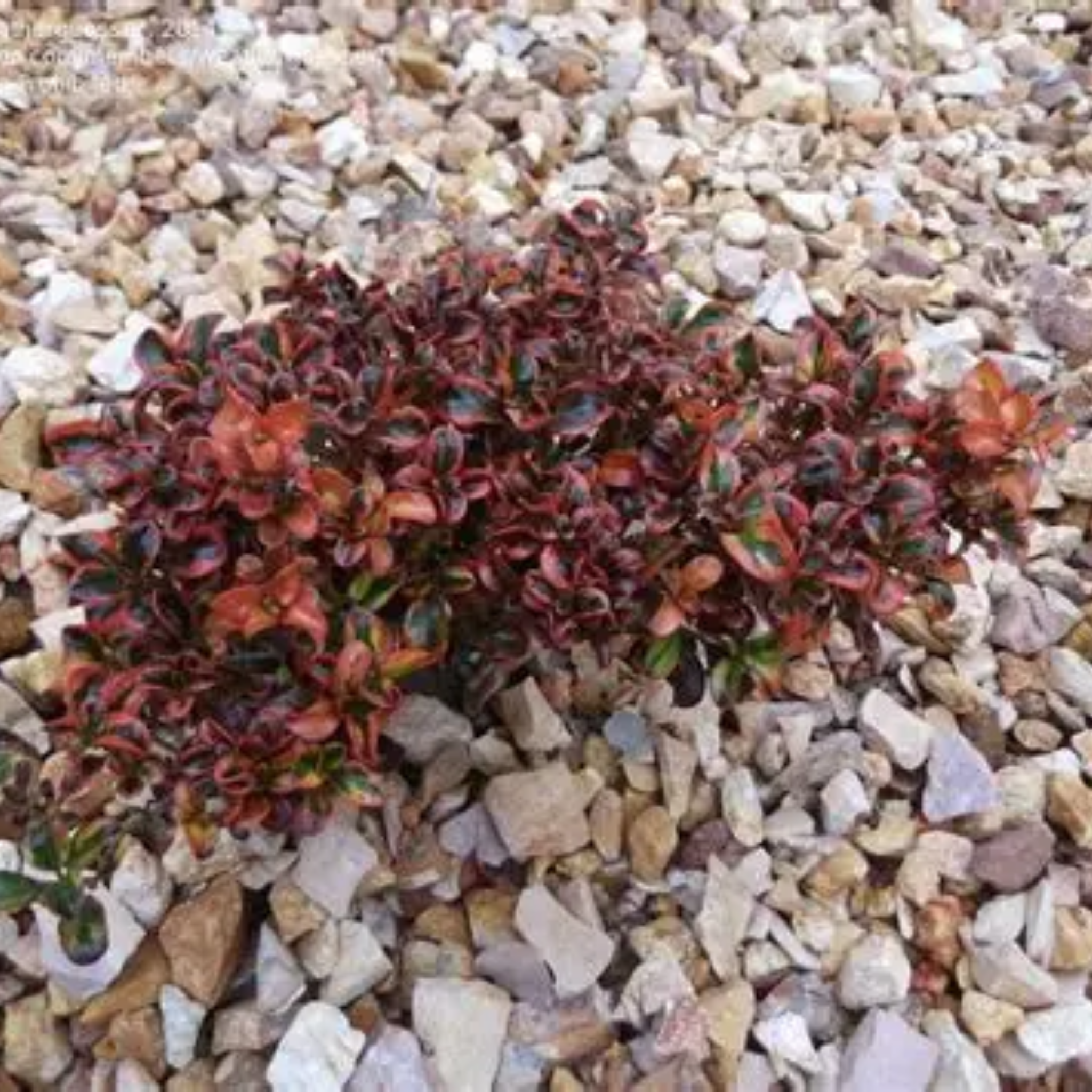 Mirror Bush Tequila Sunrise - Coprosma repens 'Tequila Sunrise'