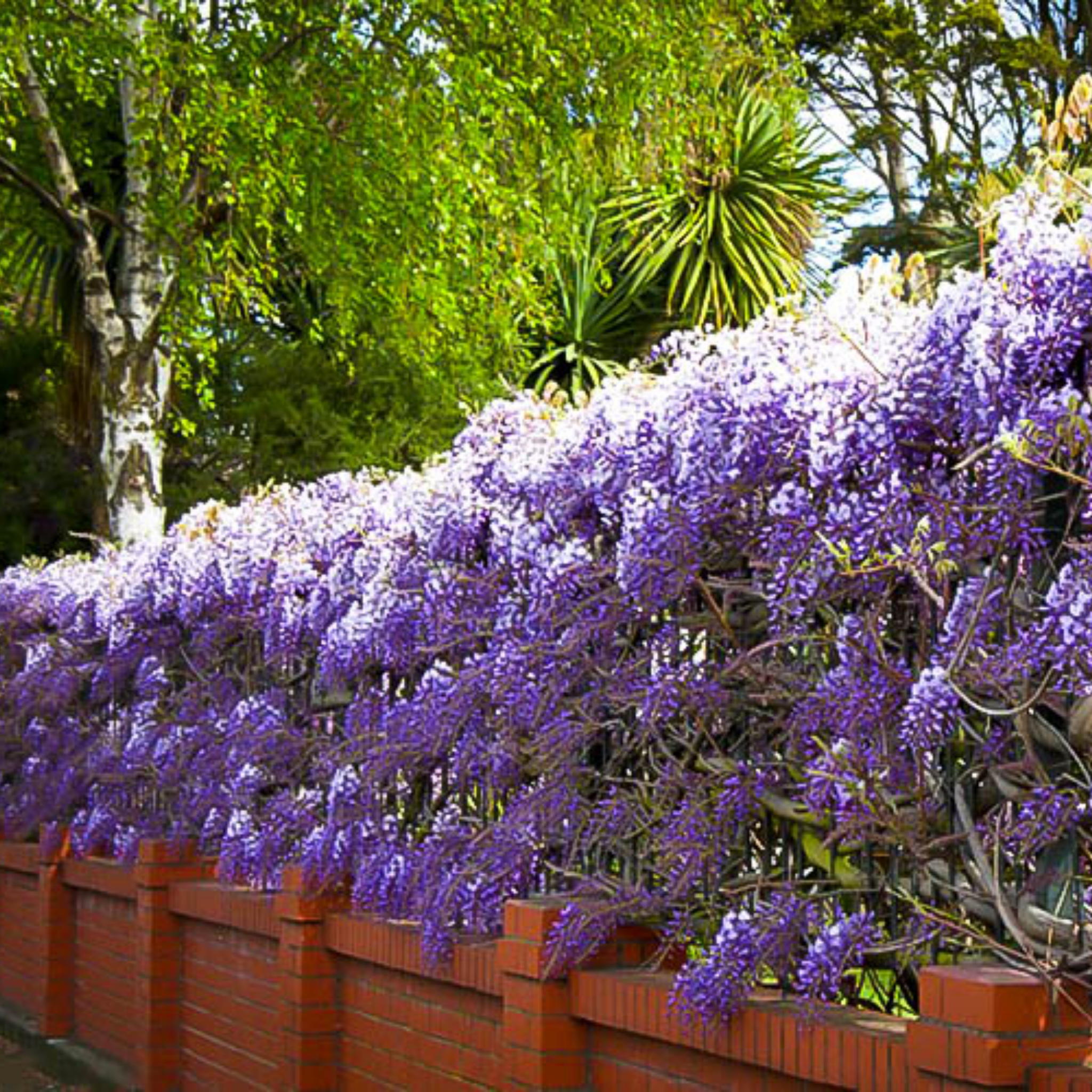 Amethyst Falls American Wisteria - Wisteria frutescens PBR