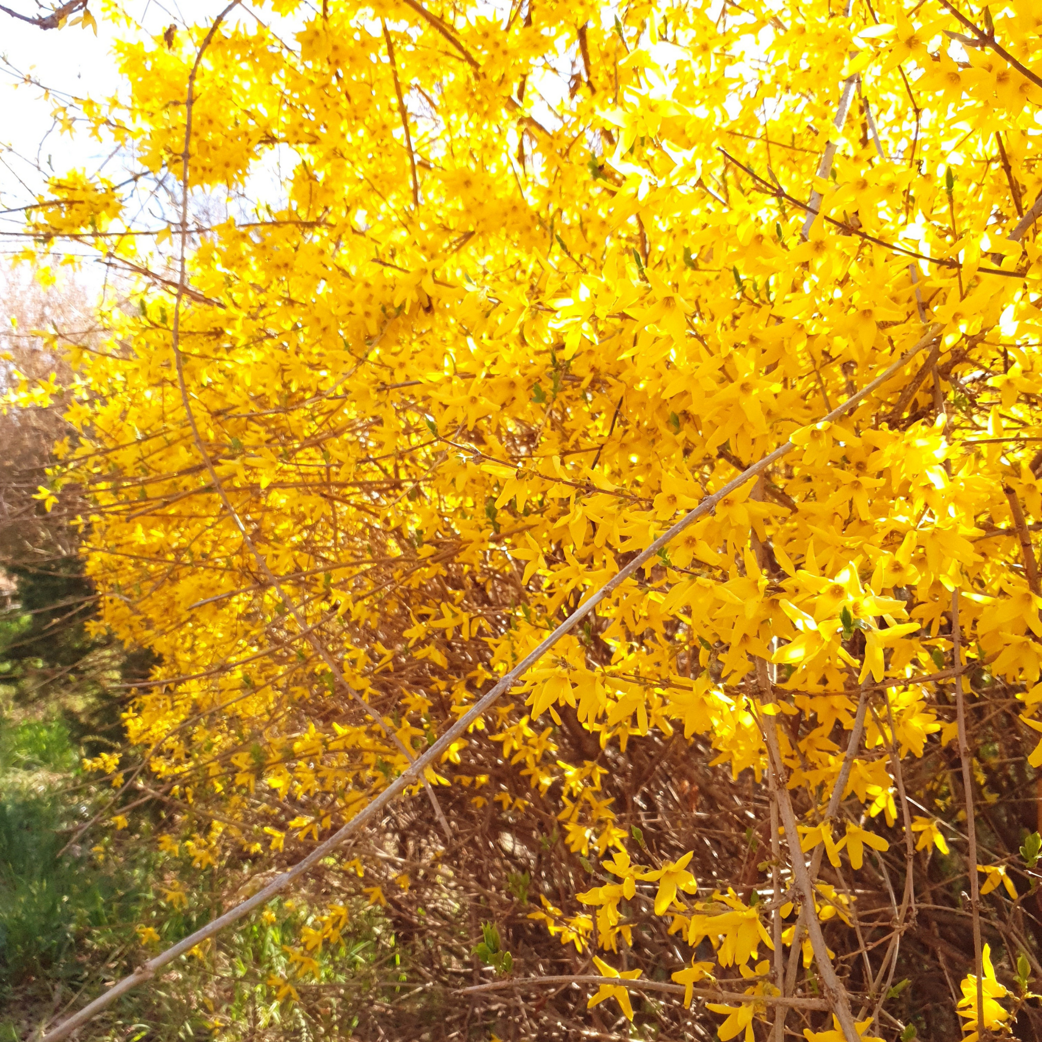 Border Forsythia - Forsythia intermedia Beatrix Farrand