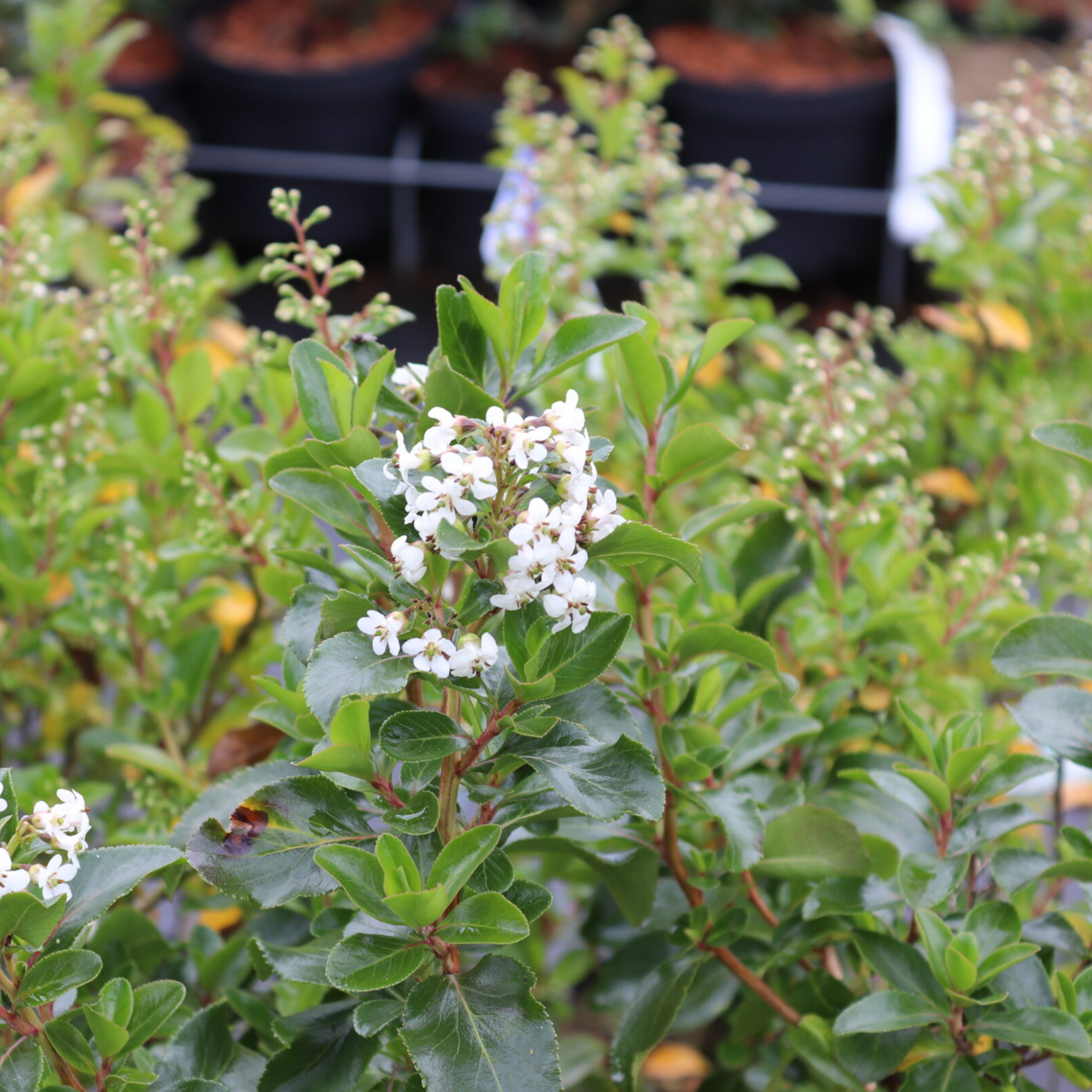 White Escallonia - Escallonia bifida exoniensis Iveyi