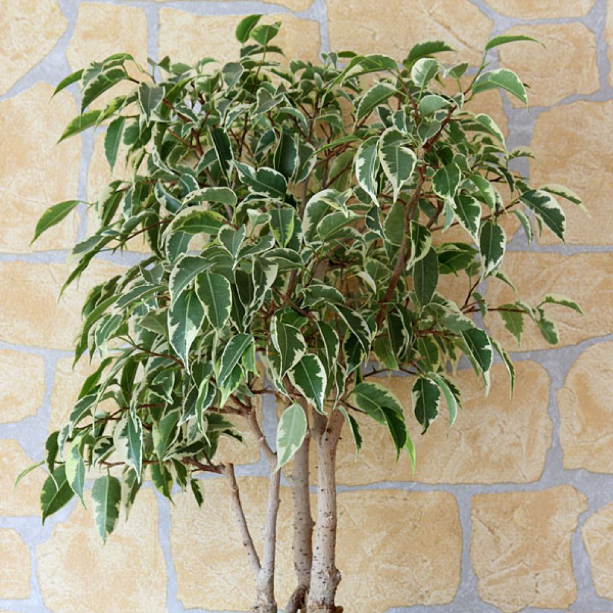 Variegated Weeping Fig - Ficus benjamina Variegata