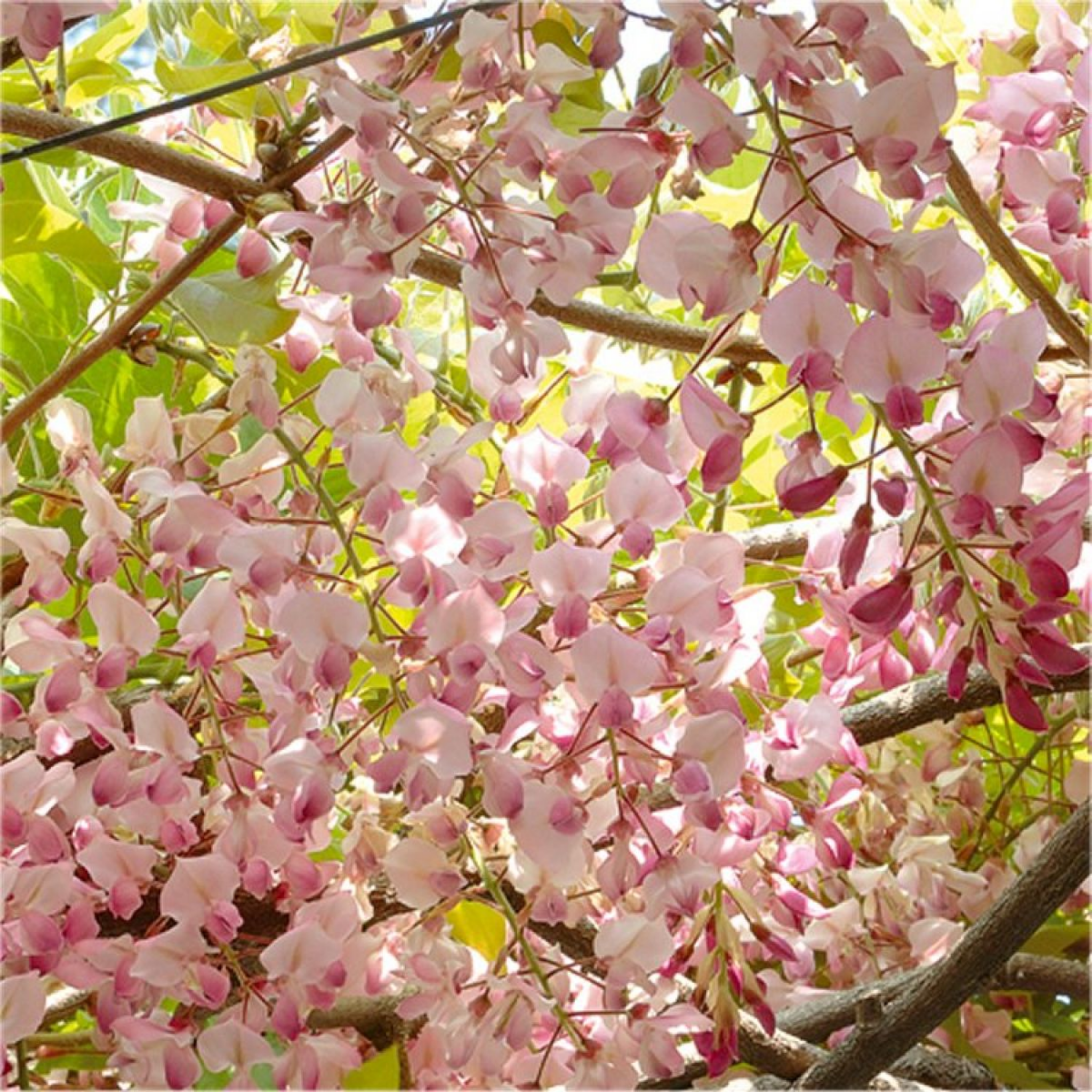 Pink Japanese Wisteria - Wisteria floribunda Honbeni