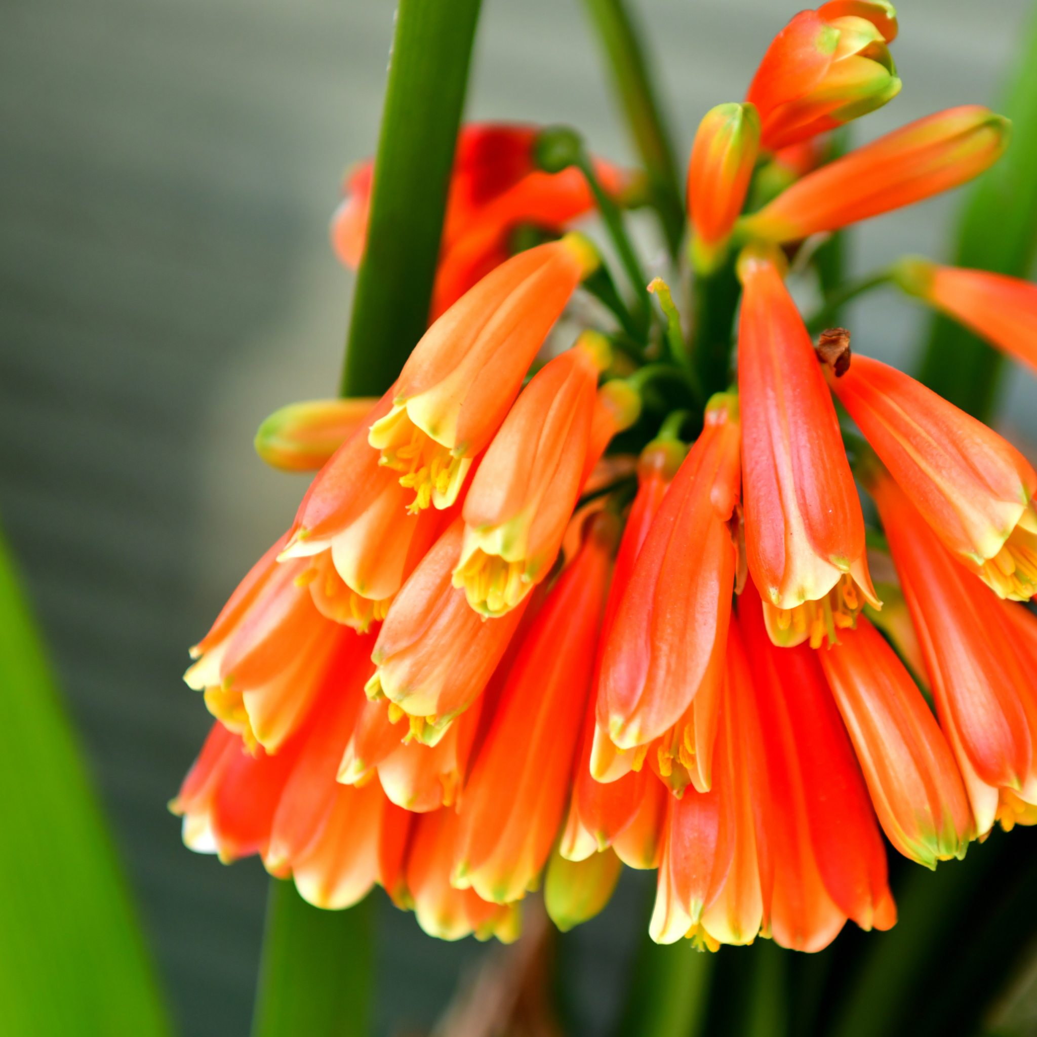Close-up of bright orange flowers with green stems against a blurred background