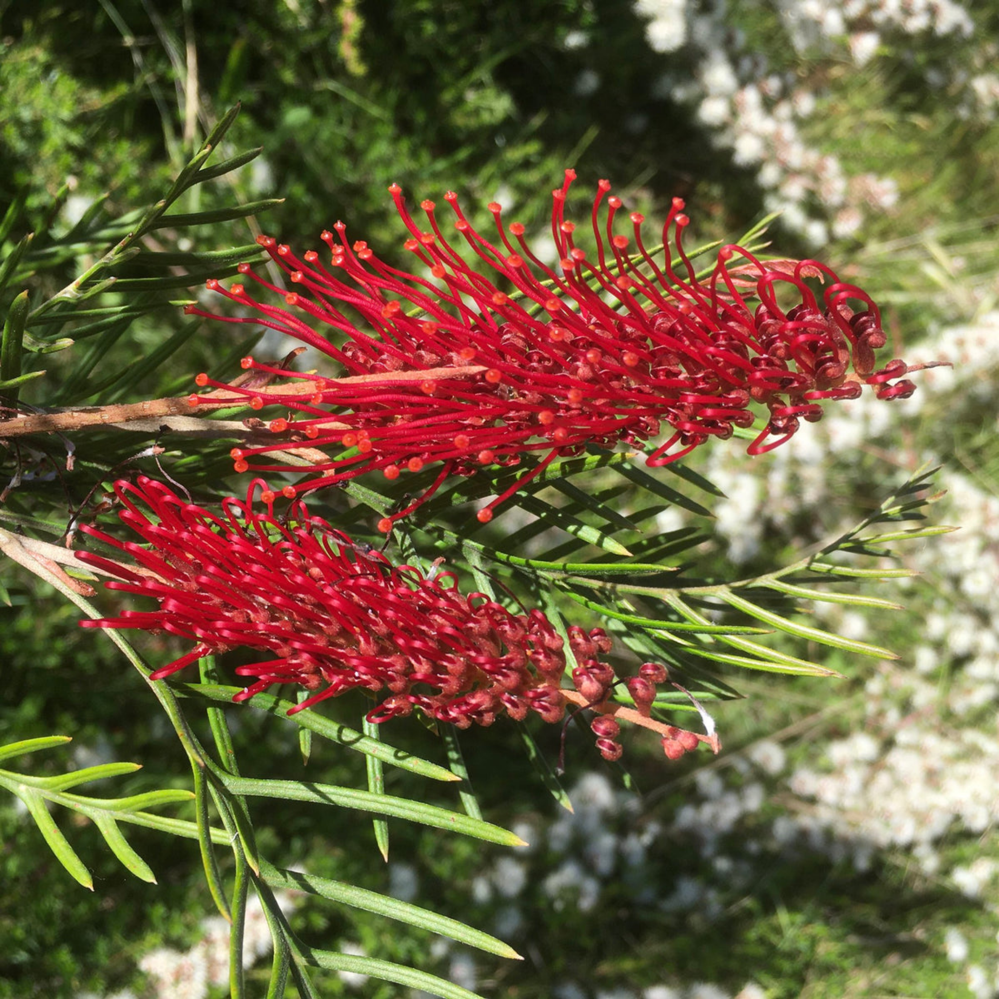 Grevillea 'Red Hooks' - Grevillea longifolia tetragonoloba Red Hooks