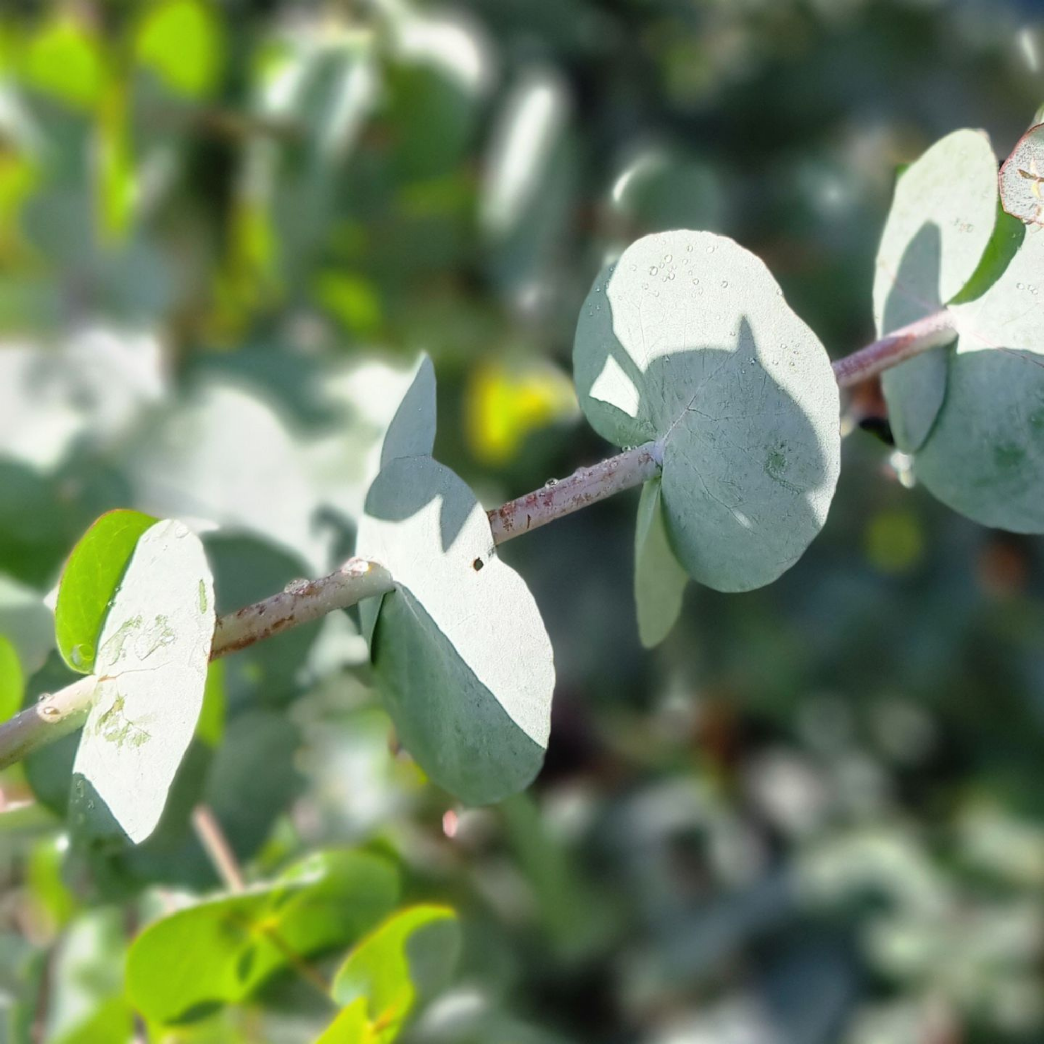 Silver Dollar Tree - Eucalyptus cinerea