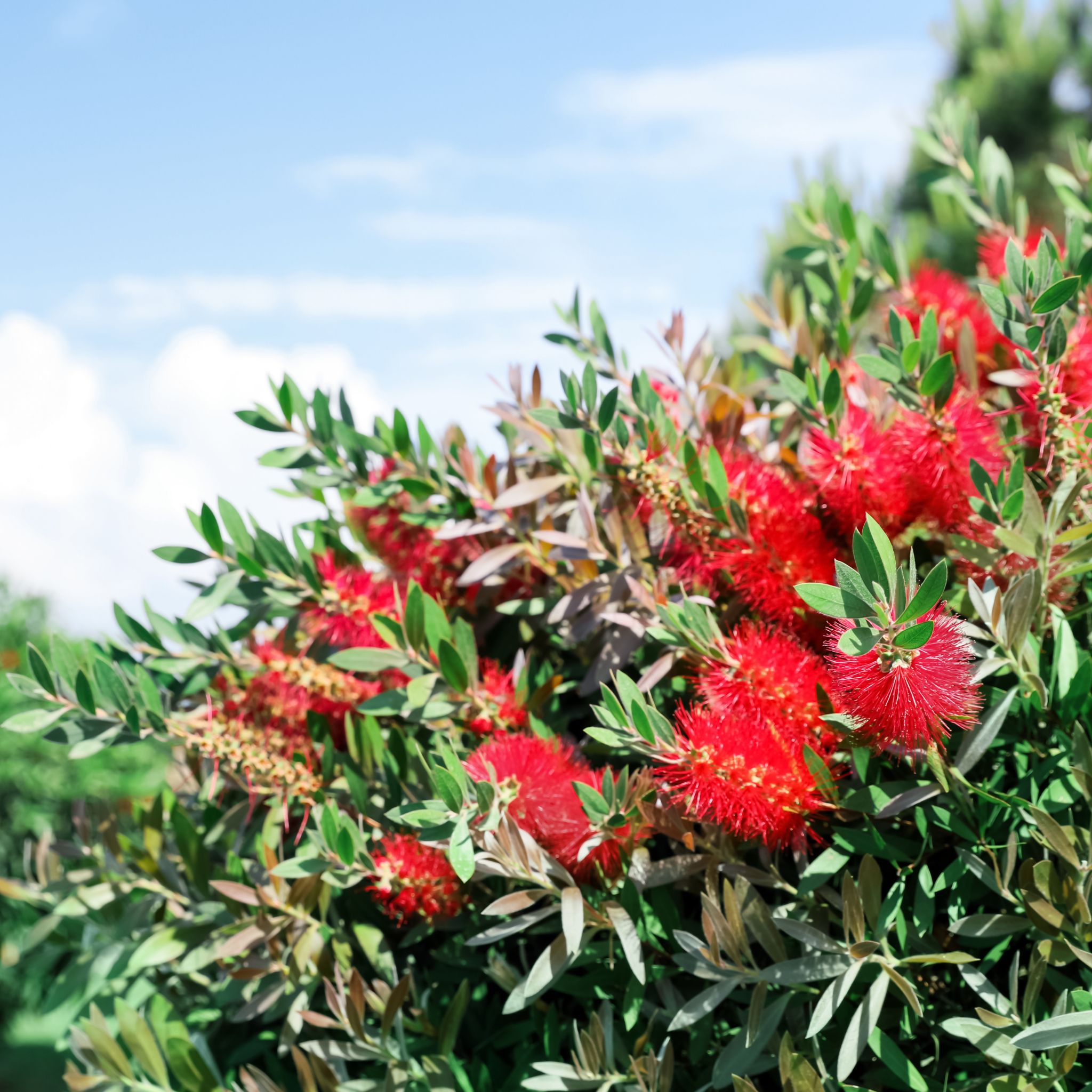 Crimson Bottlebrush - Callistemon citrinus 'Endeavour'
