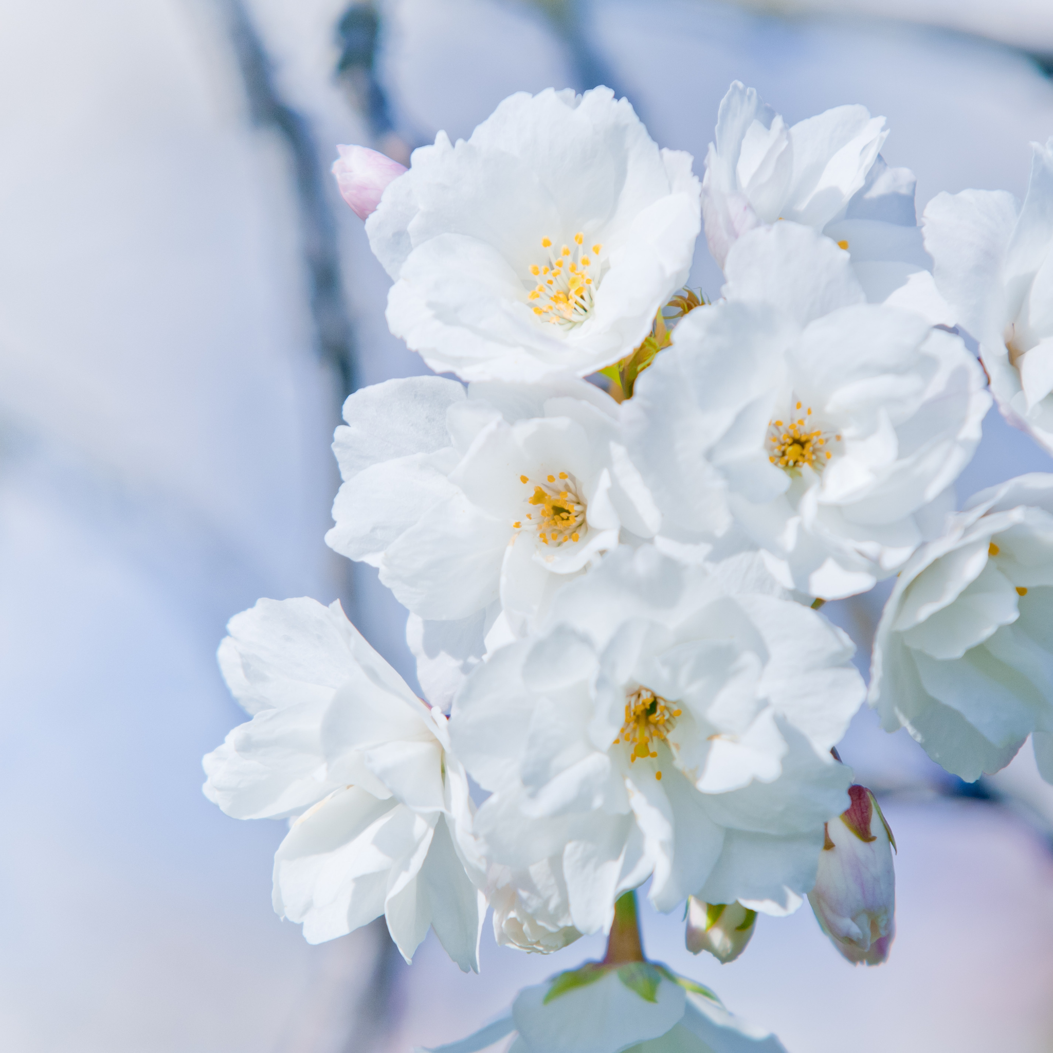 Weeping Japanese Flowering Cherry - Prunus serrulata 'Mt Fuji'