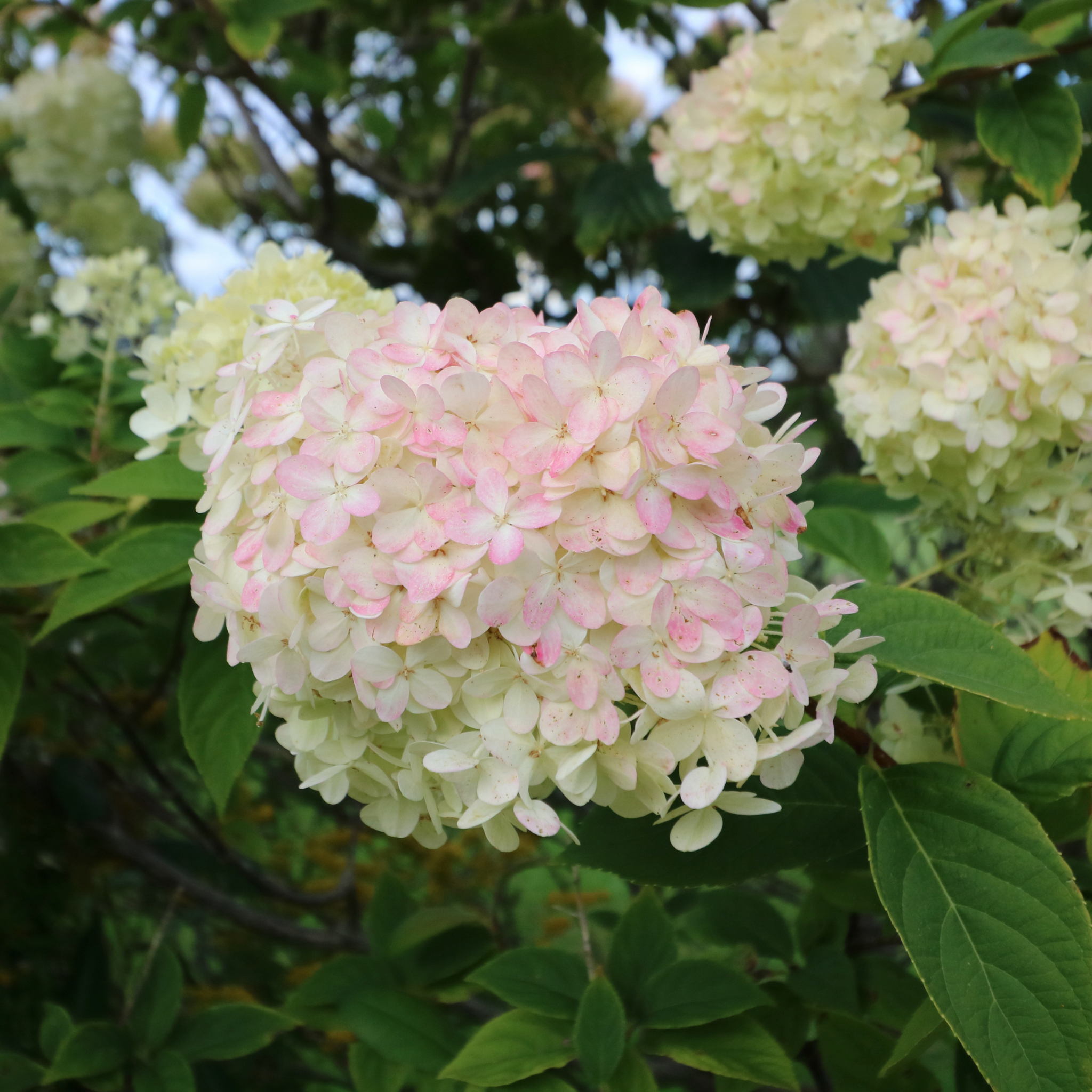 Panicled Hydrangea - Hydrangea paniculata Sundae Fraise