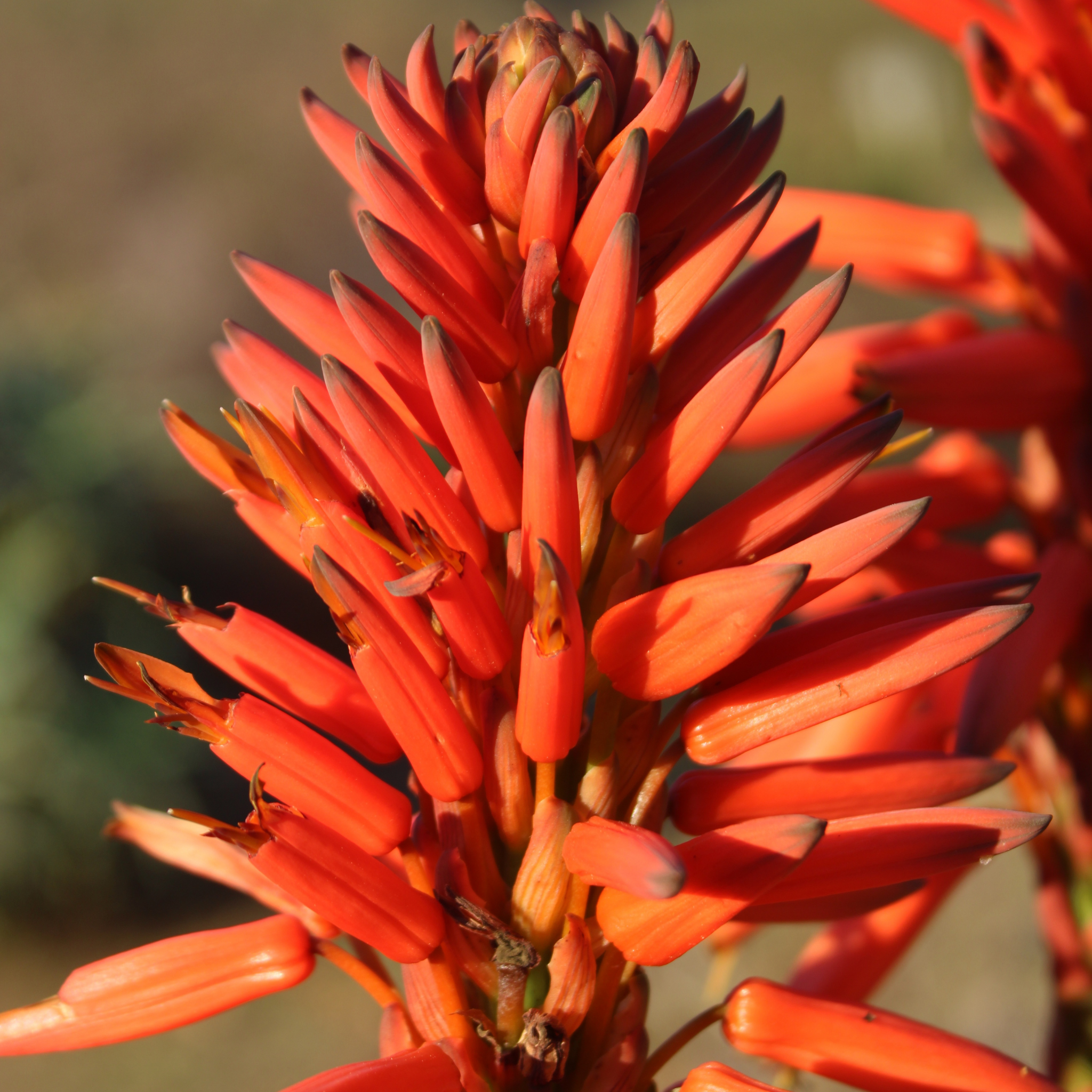 Aloe hybrida Bumble Bee