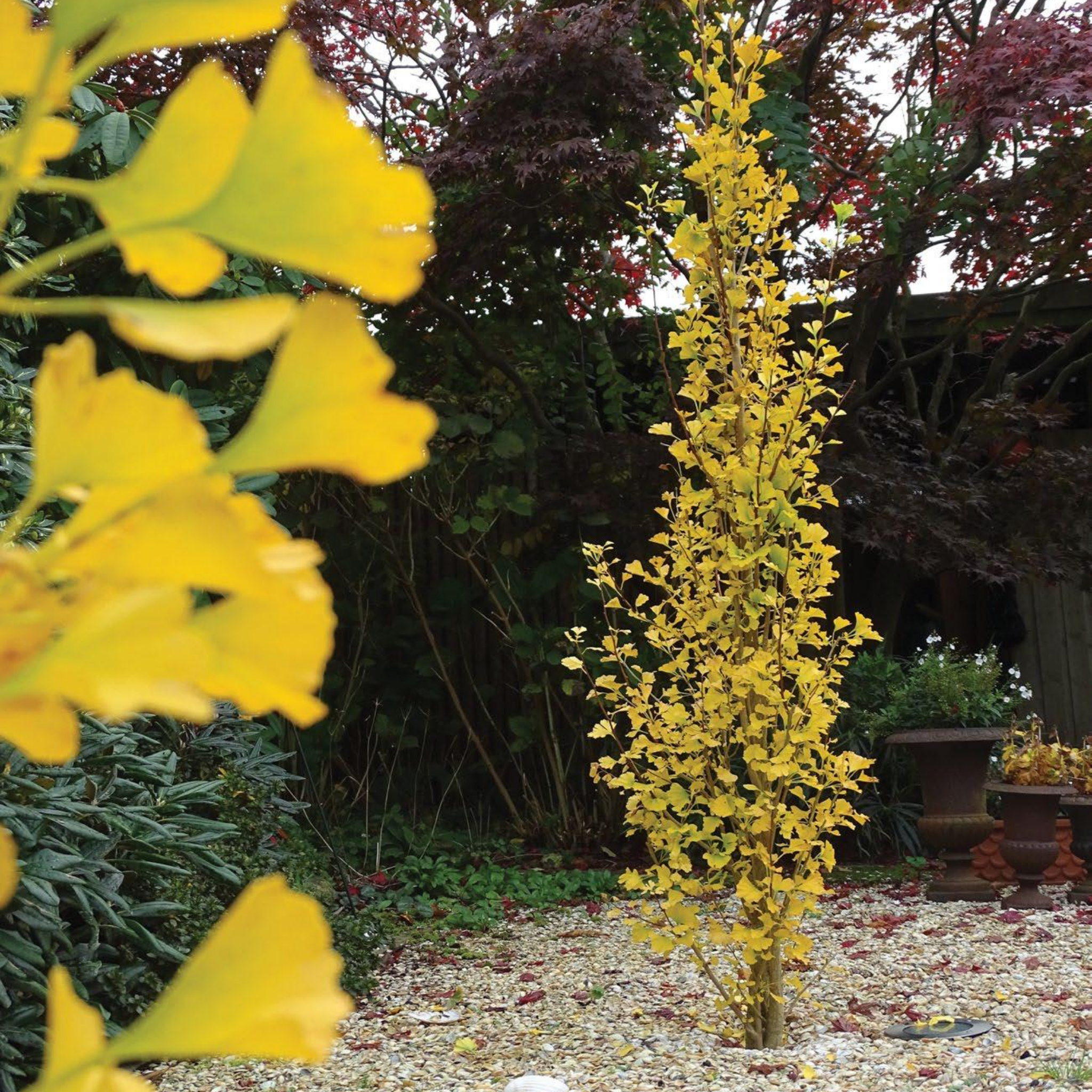 Ginkgo biloba Lemonlime Spire PBR - Upright Maidenhair Tree