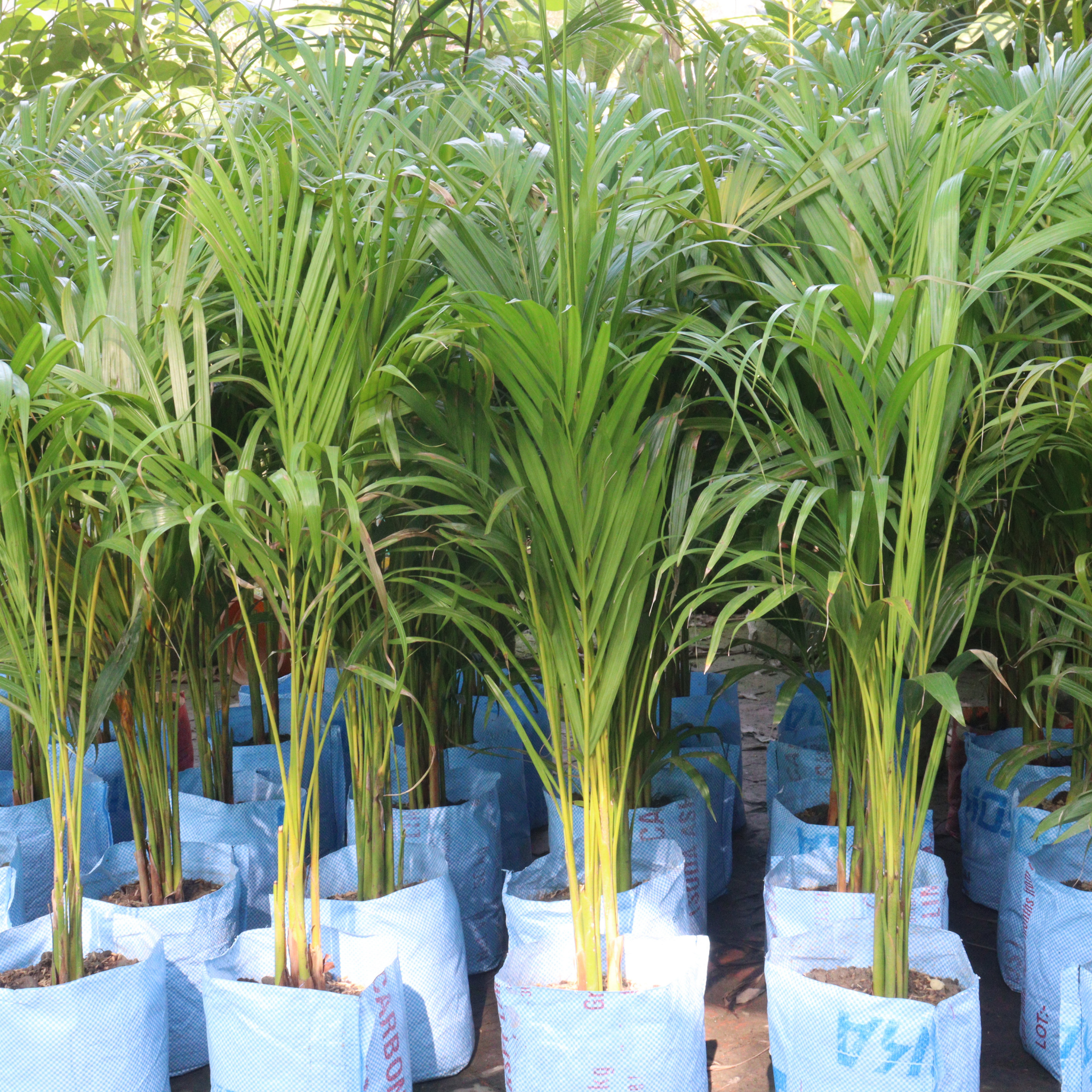 Areca Golden Cane Palm - Dypsis lutescens