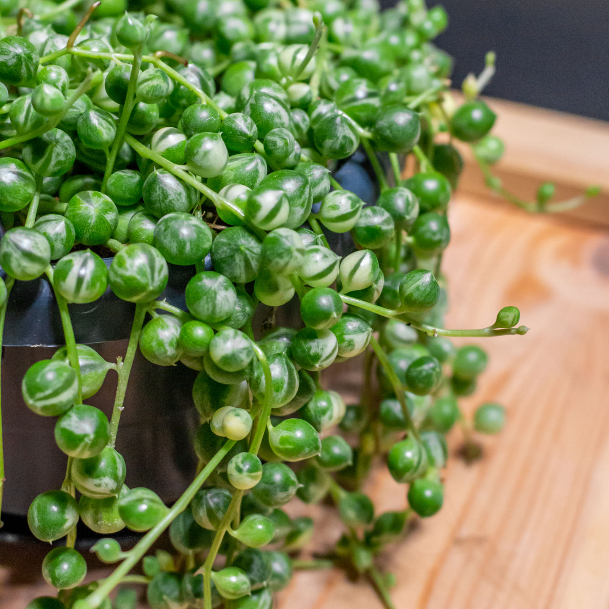 Variegated String of Pearls - Senecio rowleyanus Variegata