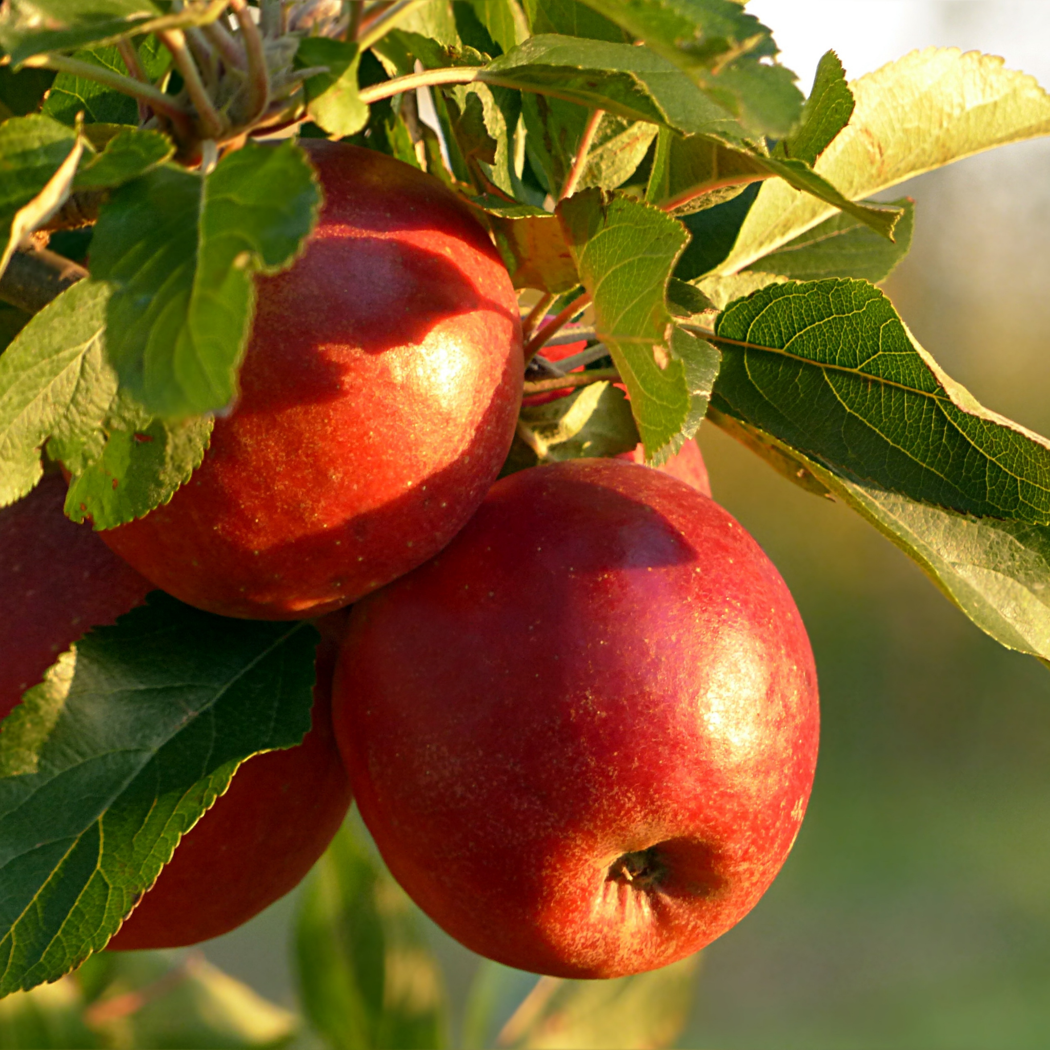 Apple Gala Tree - Malus domestica Gala Apple