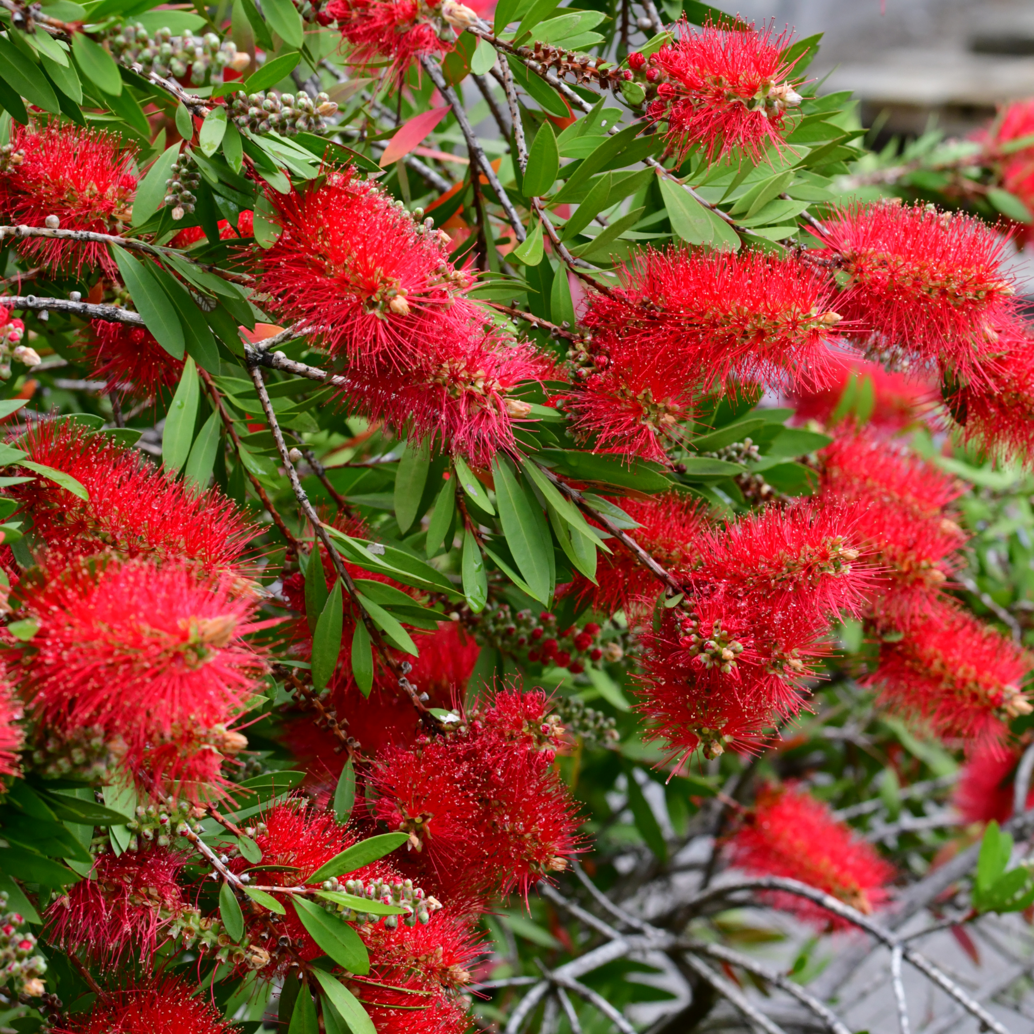 Captian Cook Bottlebrush - Callistemon viminalis 'Captain Cook'