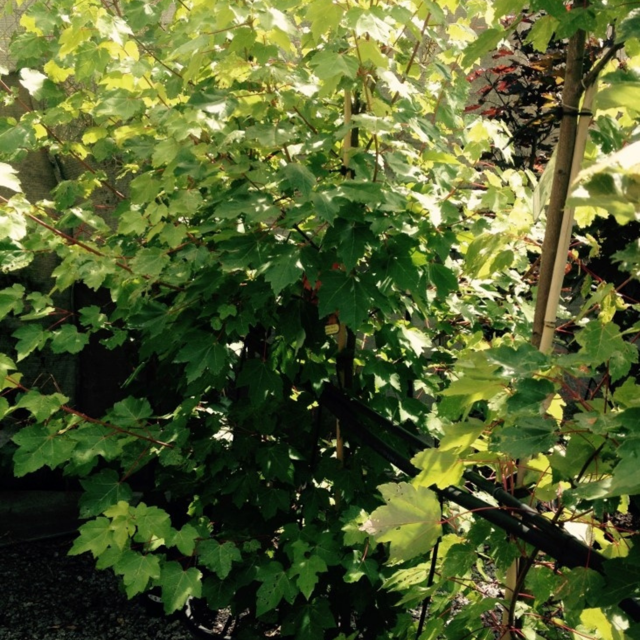 Green leafy plant with a blurred background