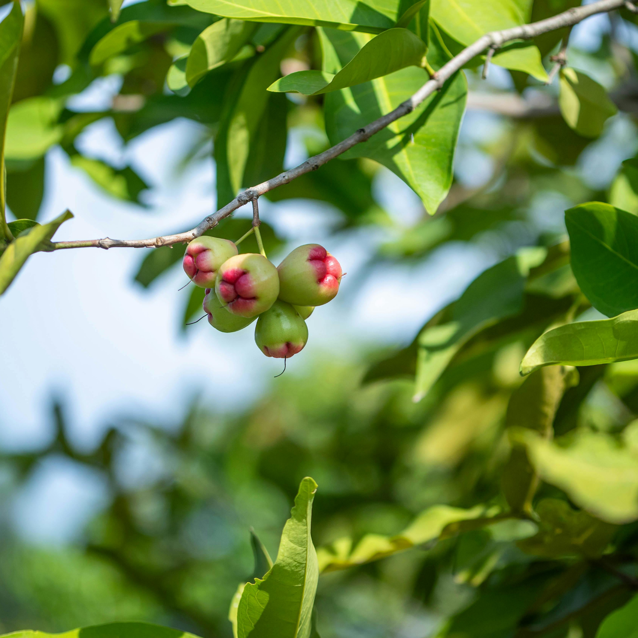 Lilly Pilly Straight And Narrow  - Syzygium australe Straight And Narrow PBR