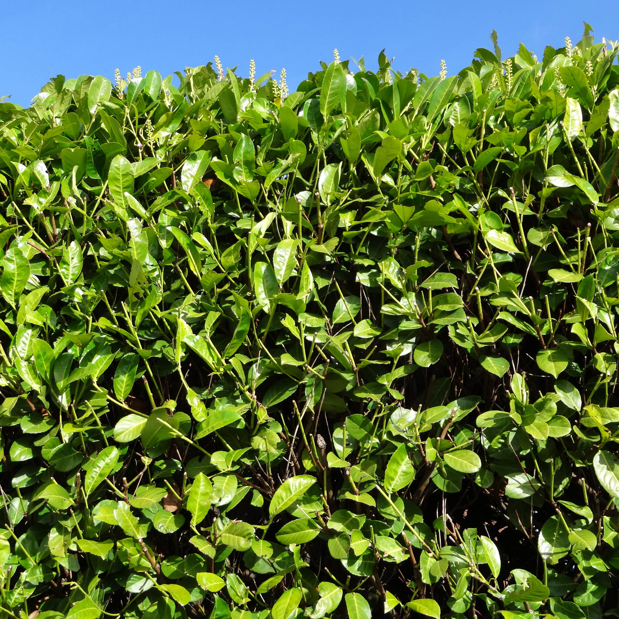 Green leafy hedge against a clear blue sky