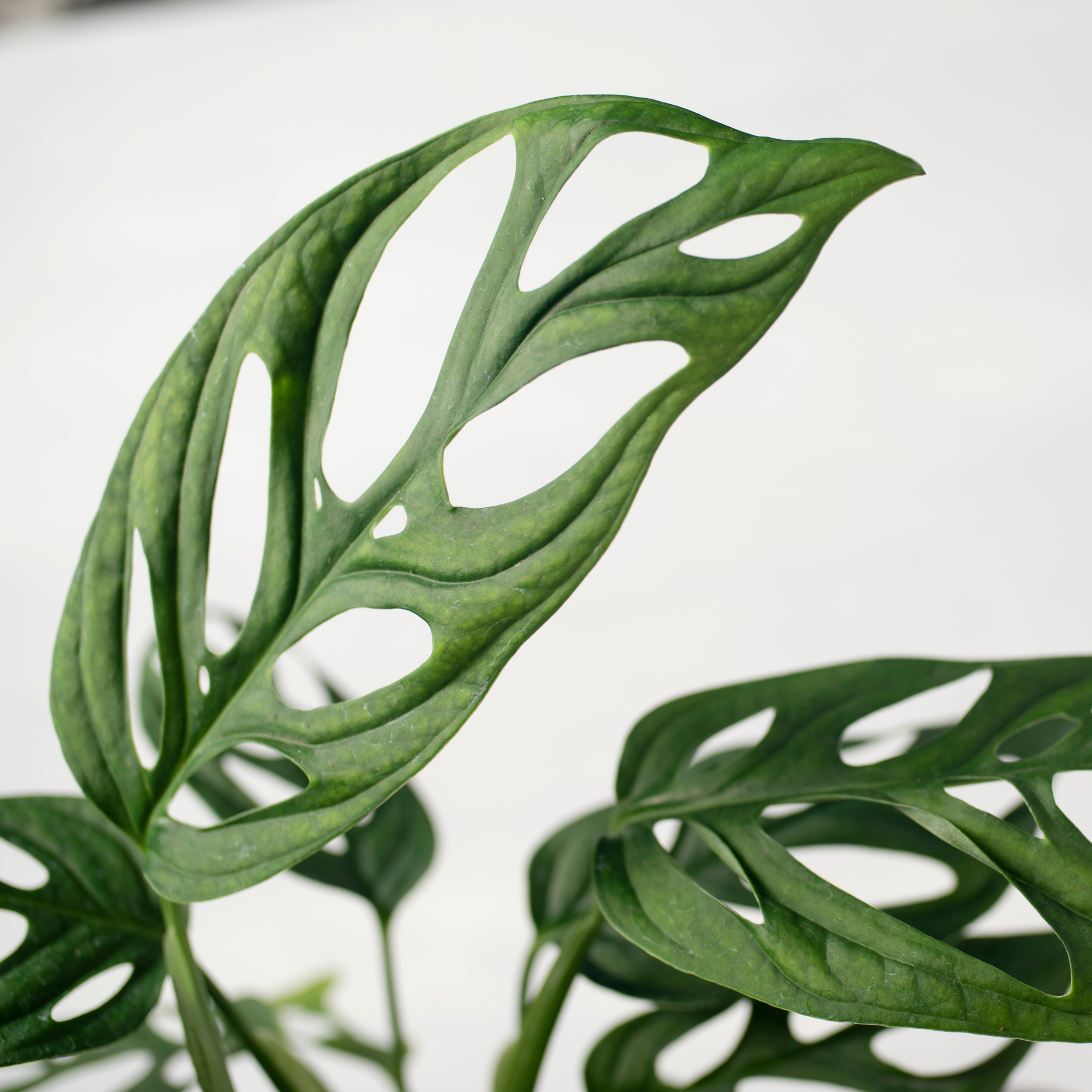 Swiss Cheese Vine - Monstera adansonii