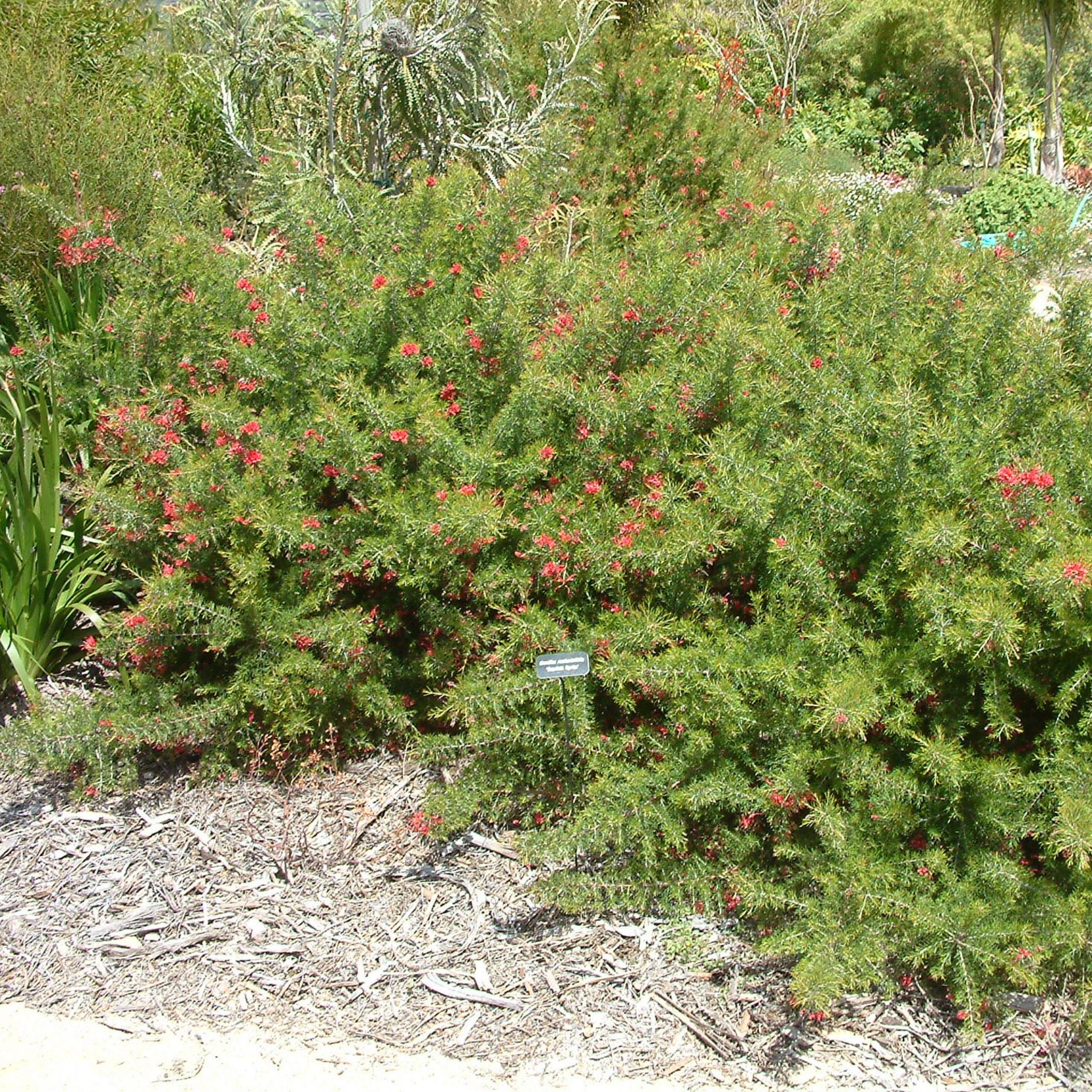 Rosemary Grevillea - Grevillea rosmarinifolia