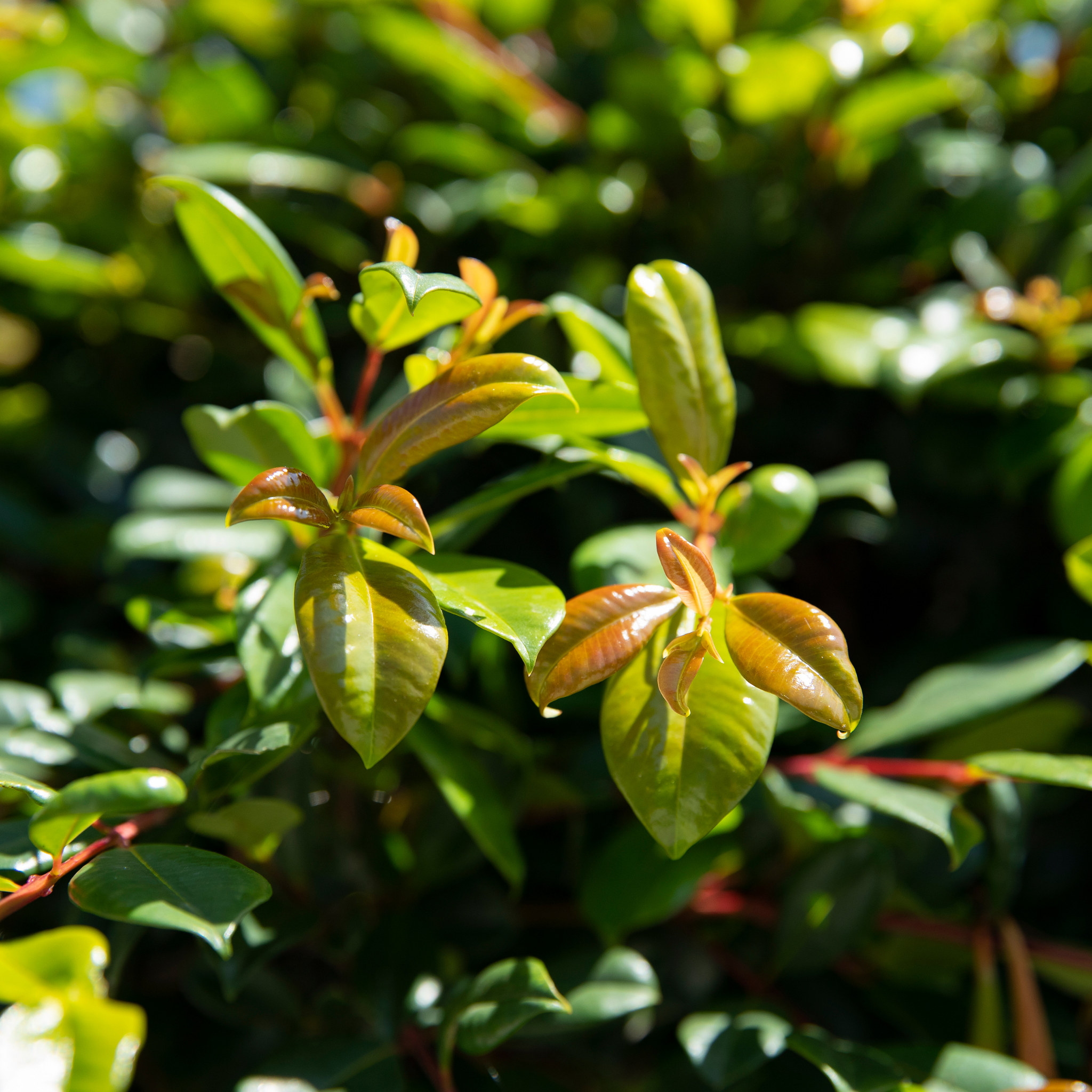 Close-up of green leaves with a blurred natural background