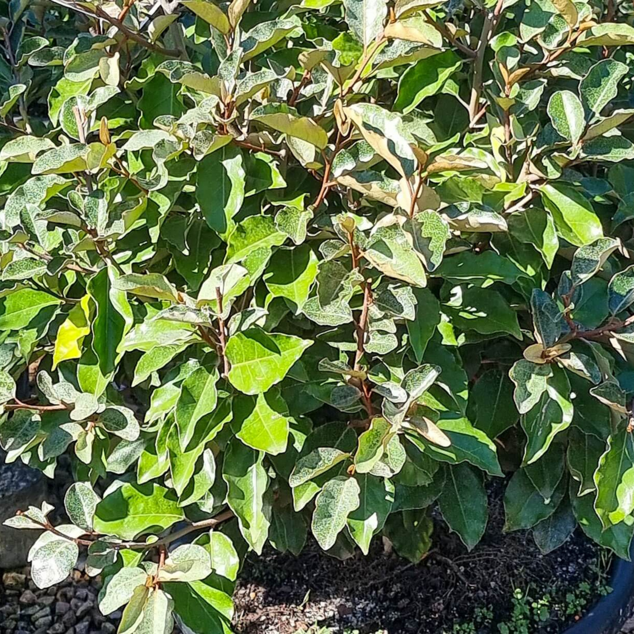 Ebbings Silverberry - Elaeagnus ebbingei