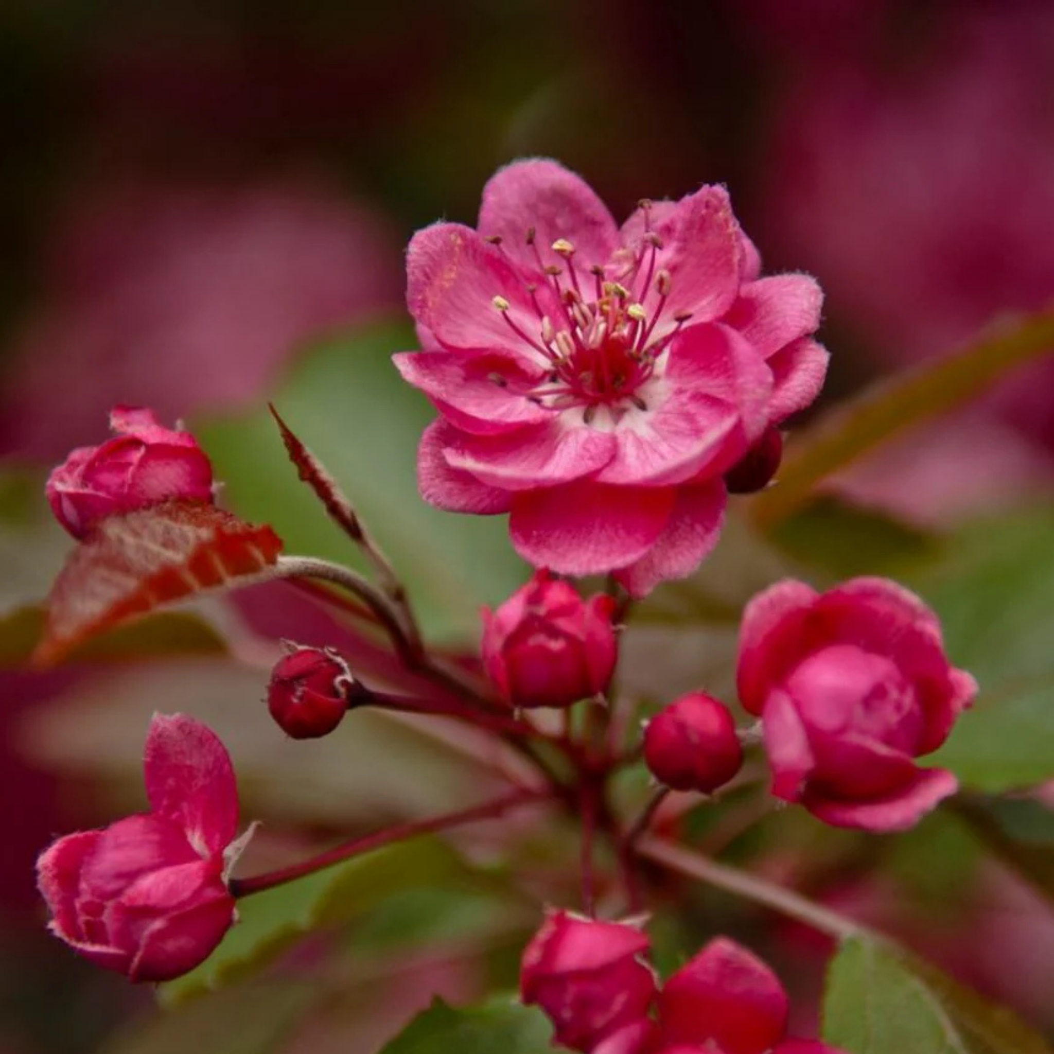 Yunnan Crabapple - Malus yunnanensis Wychwood Ruby PBR