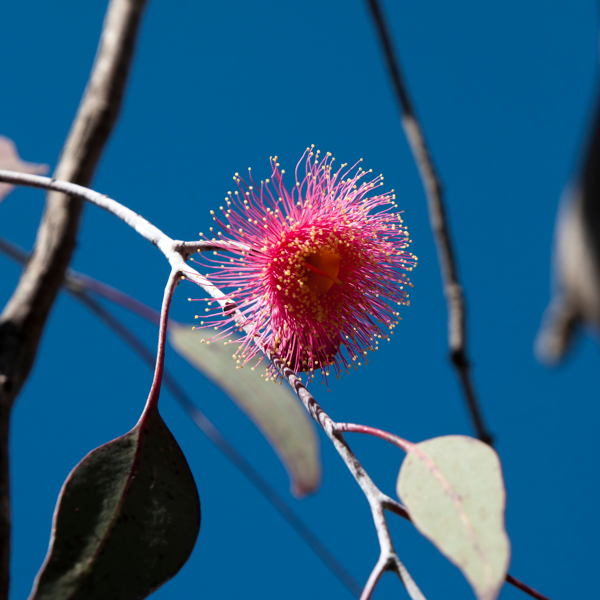 Eucalyptus Silver Princess Gum - Eucalyptus caesia Silver Princess