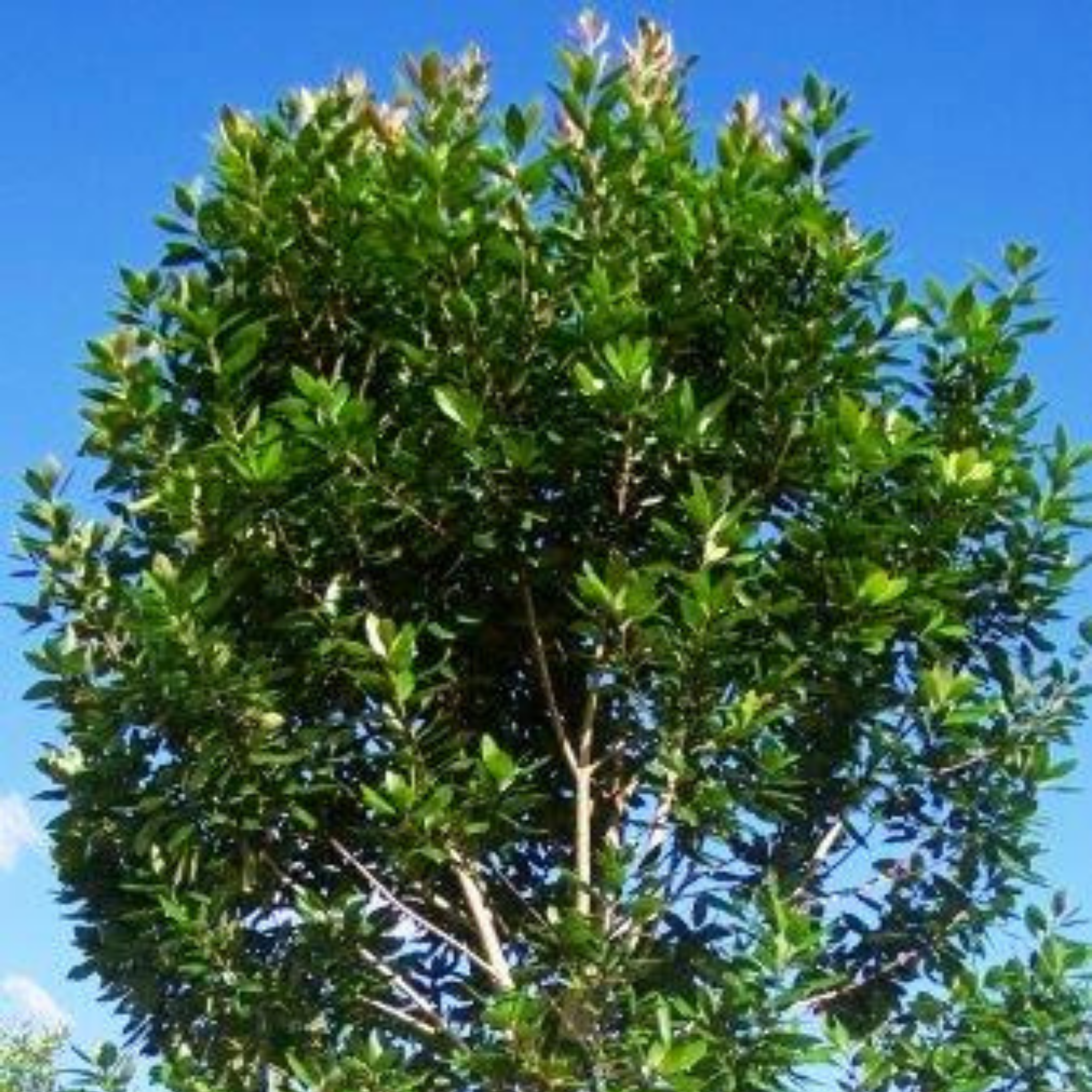 Tree with green leaves against a blue sky