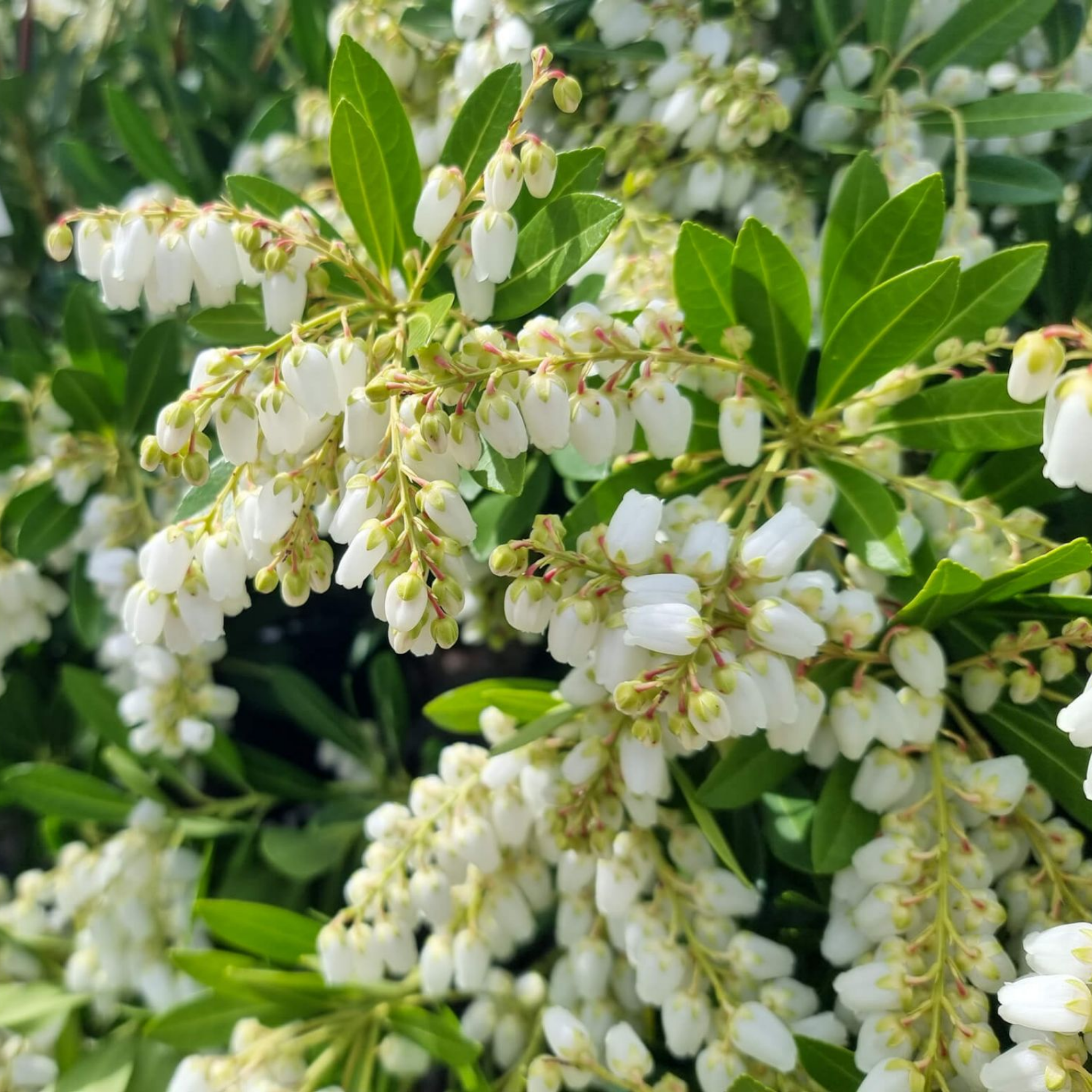Temple Bells Japanese Andromeda - Pieris japonica Temple Bells