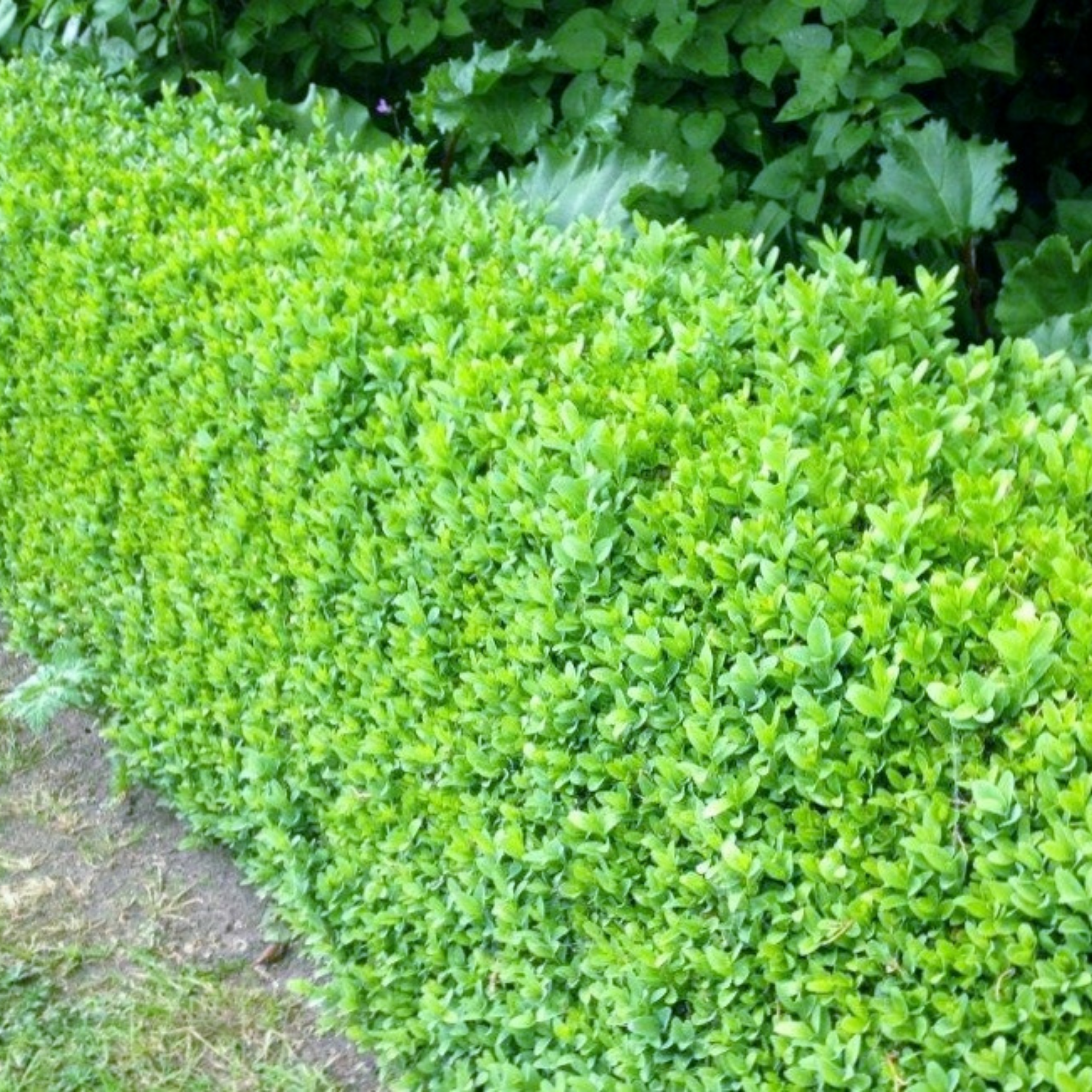 Row of green shrubs in a garden setting
