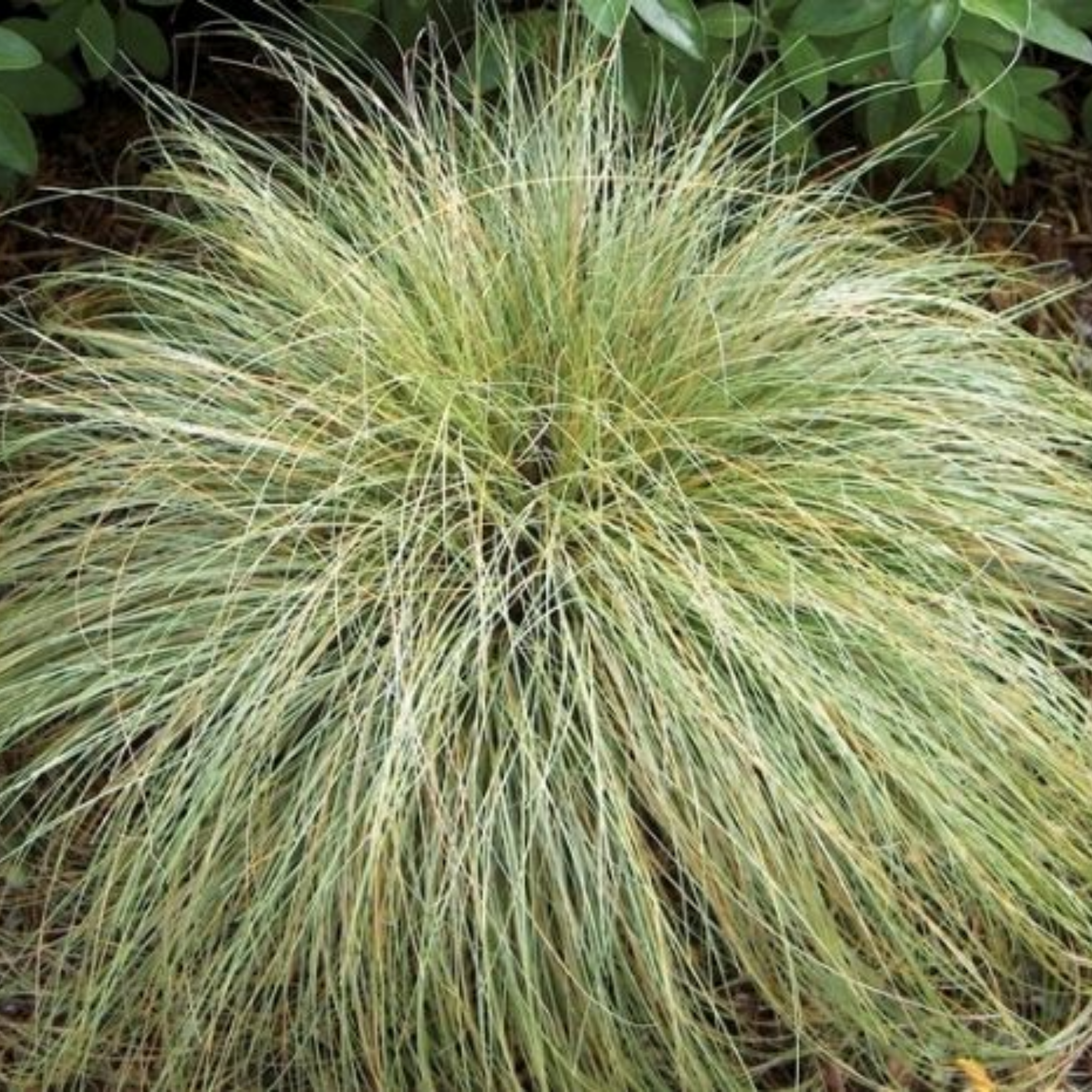 Close-up of a tuft of ornamental grass with a blurred green background