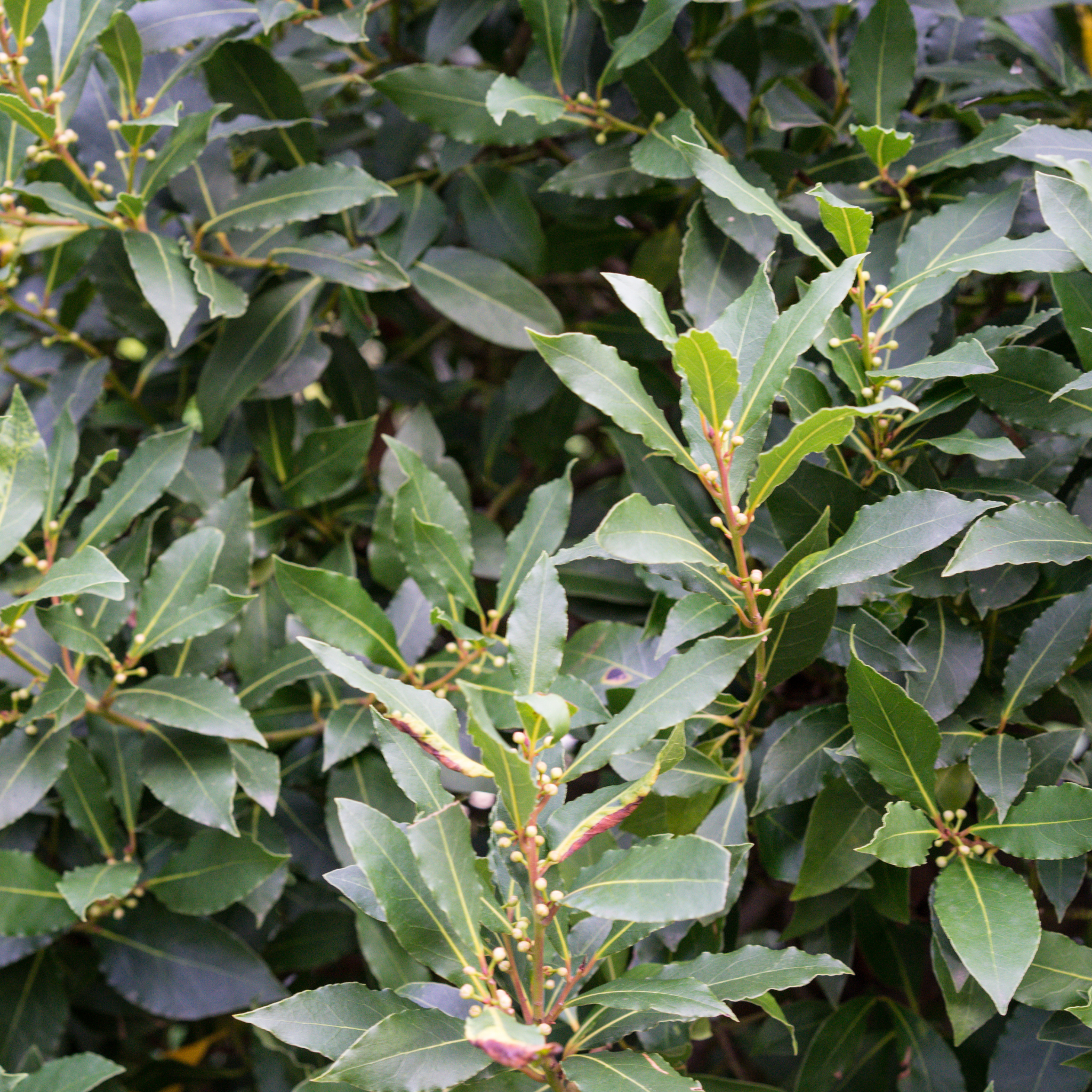 Bay Laurel Tree - Laurus nobilis