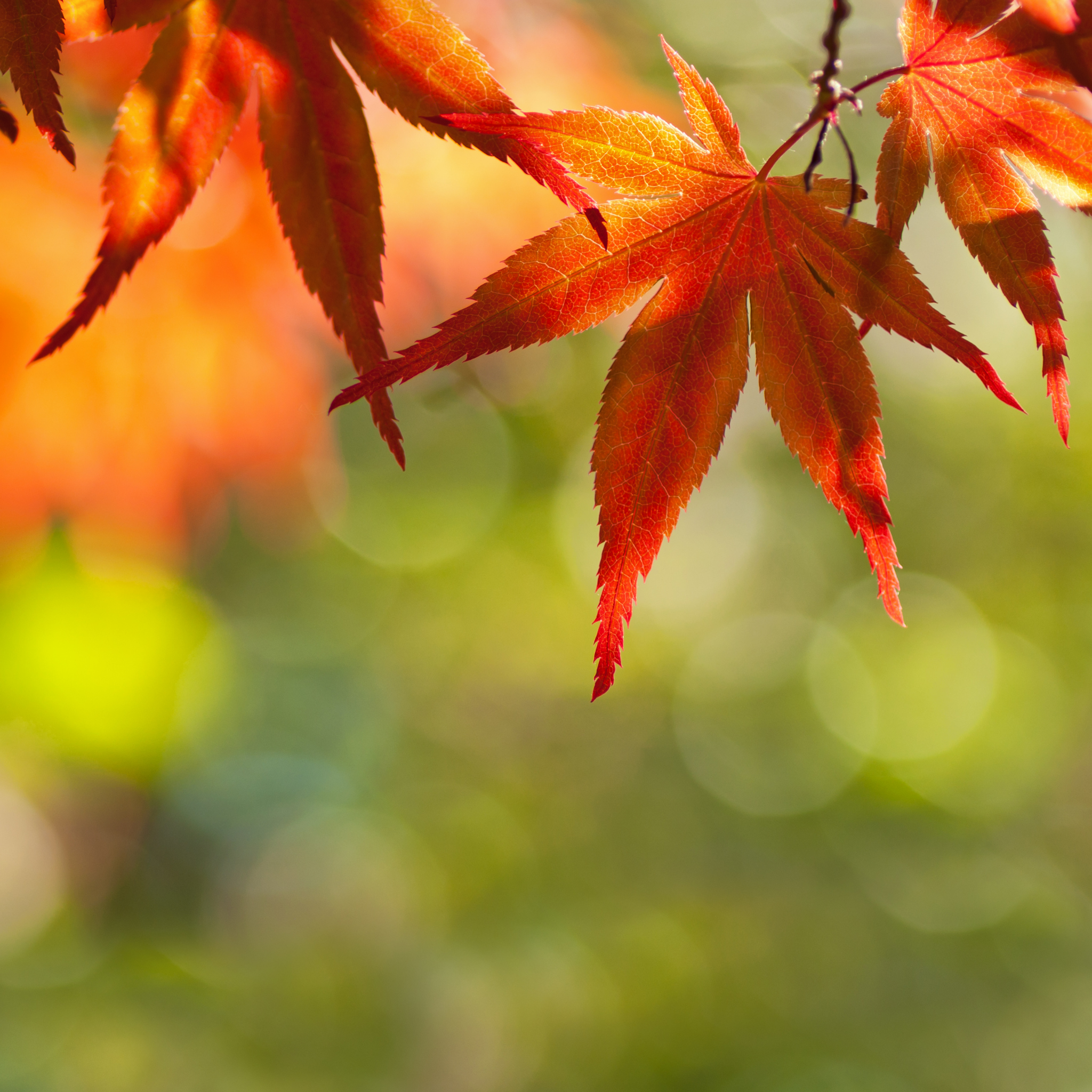 Close-up of red maple leaves with a blurred green background