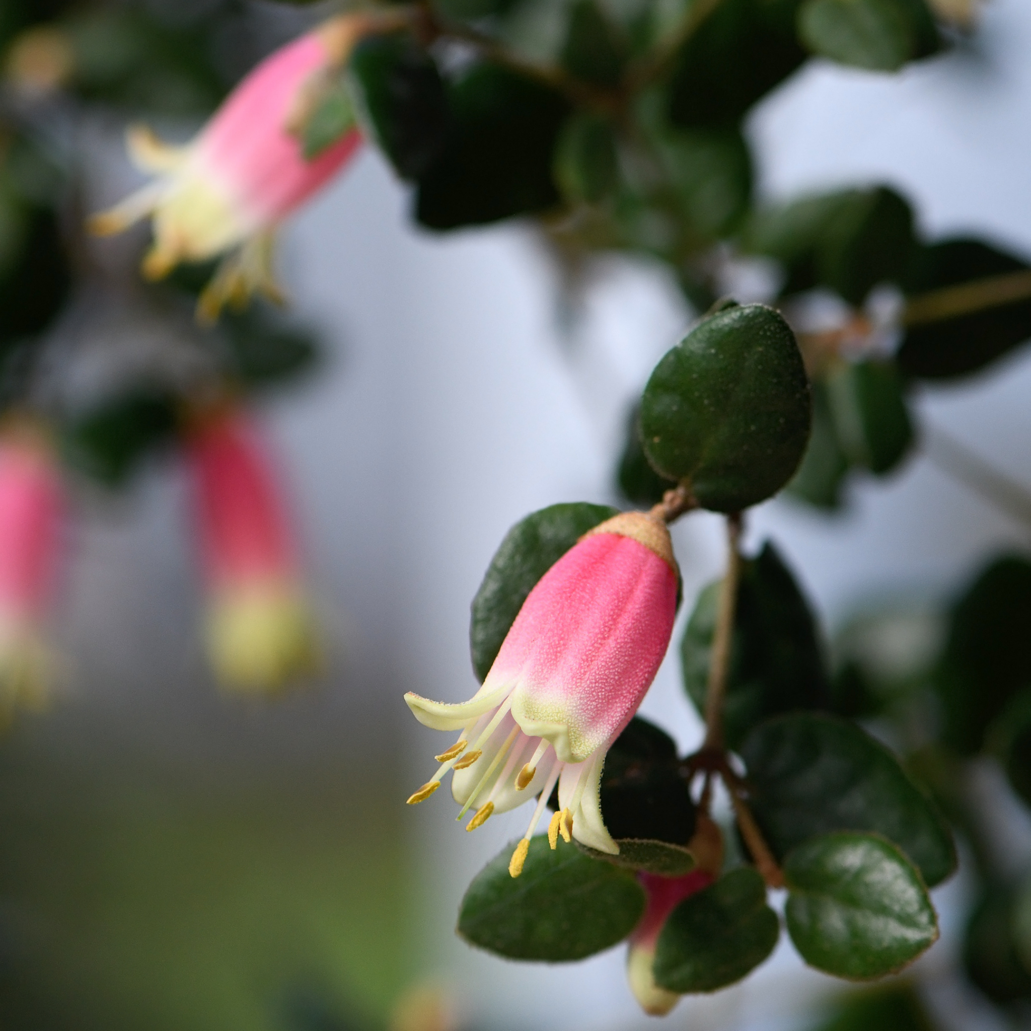 Native Fushsia - Correa pulchella Little Cate