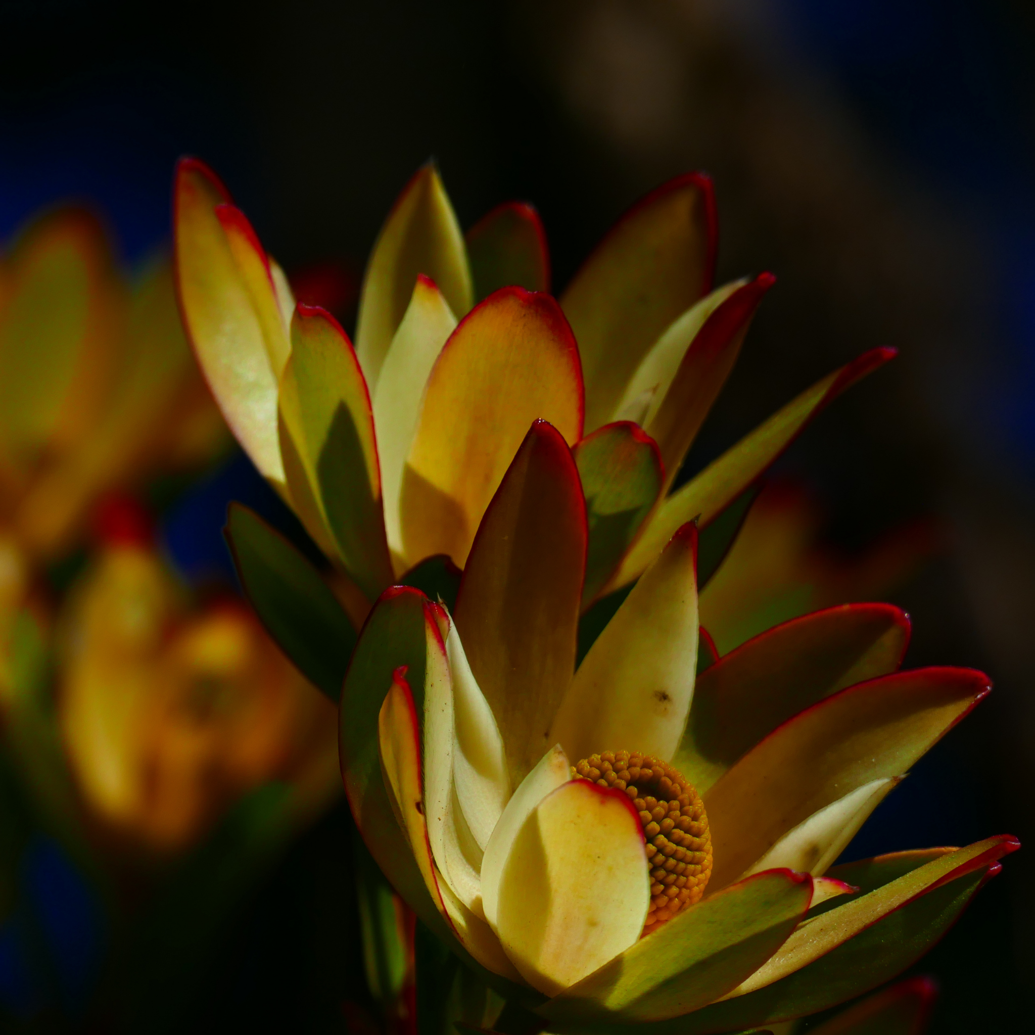 Safari Goldstrike Conebush - Leucadendron salignum Safari Goldstrike