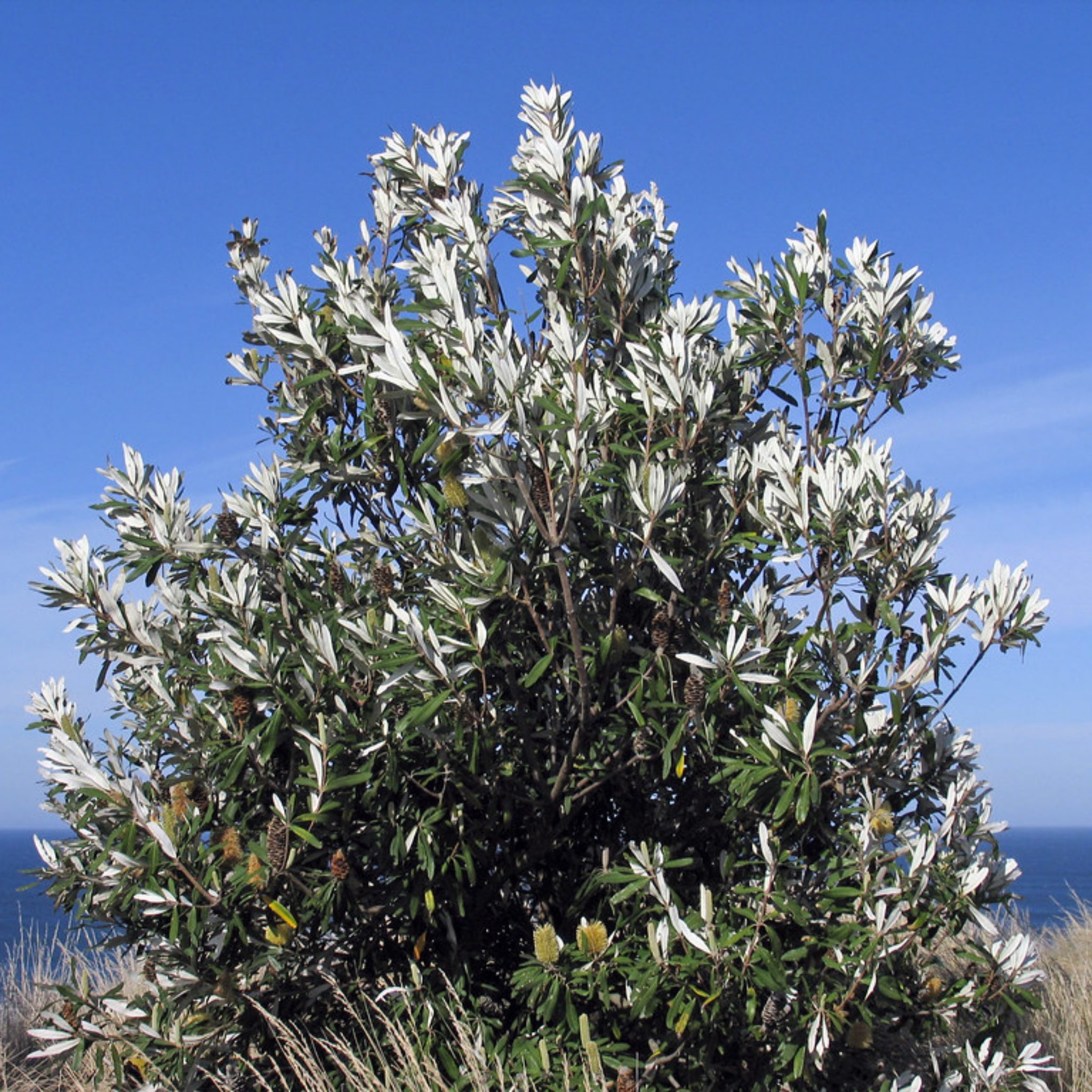 Tree with white flowers against a blue sky