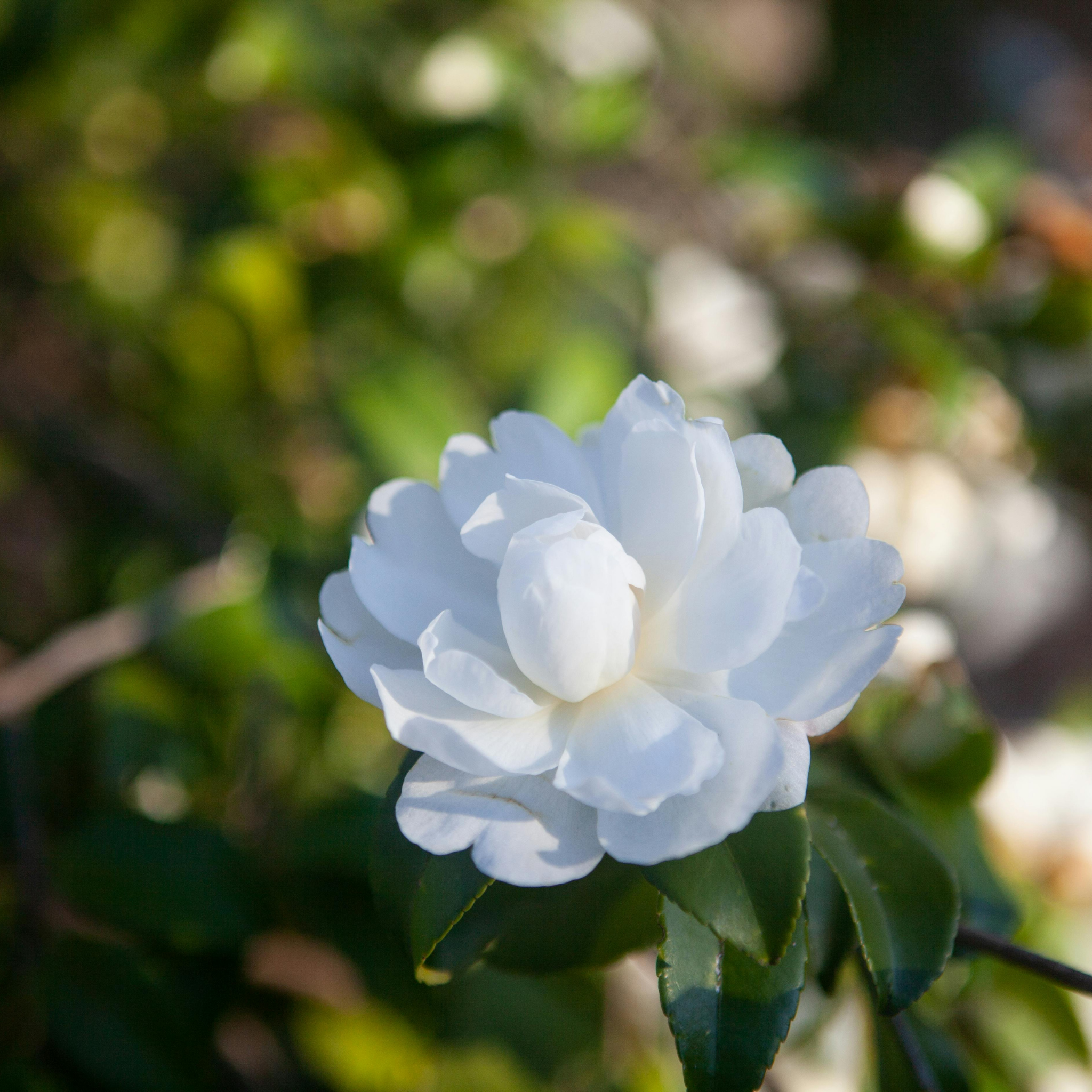Camellia Compact Paradise White - Camellia sasanqua 'Paradise Petite White'