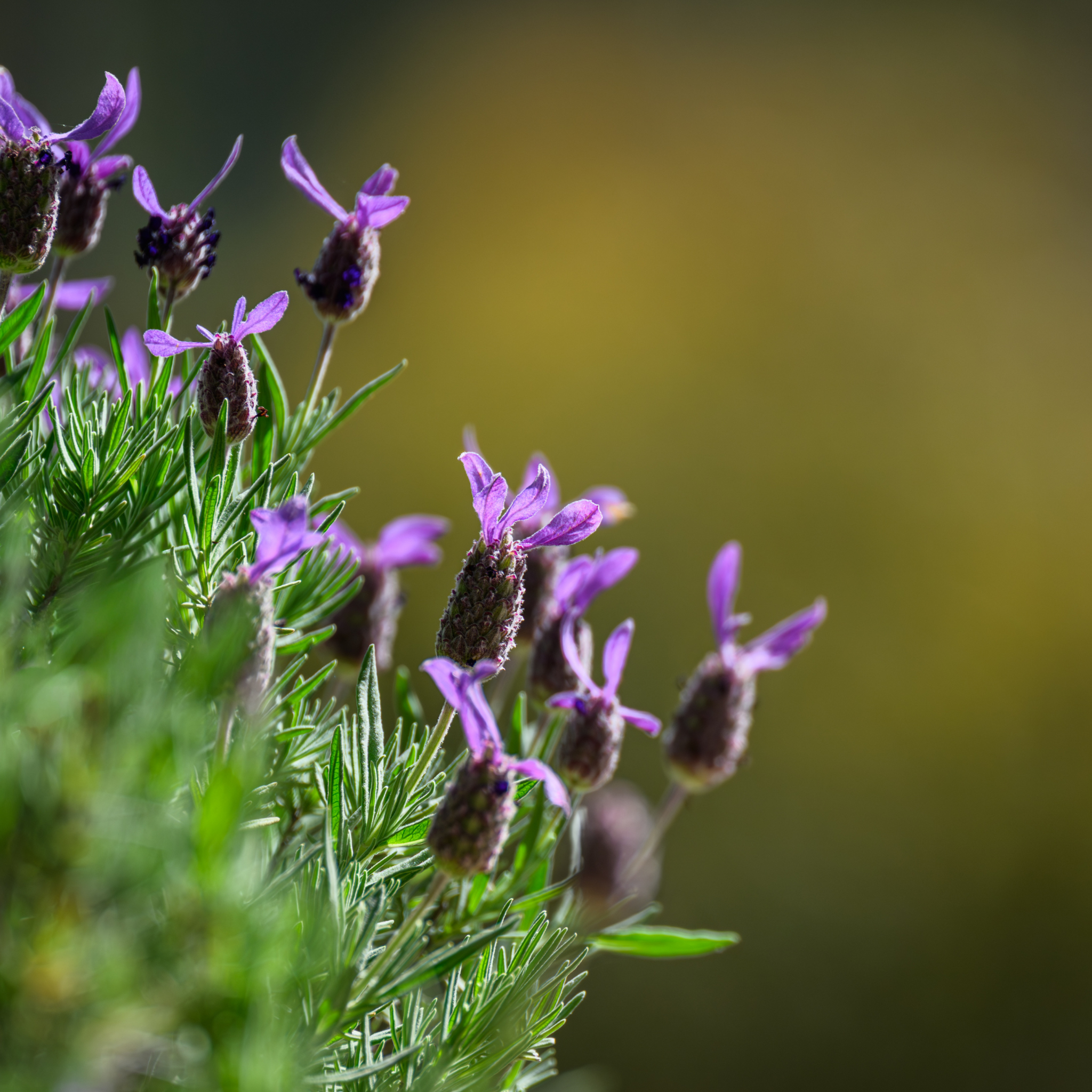 Spanish Lavender - Lavandula stoechas Avonview